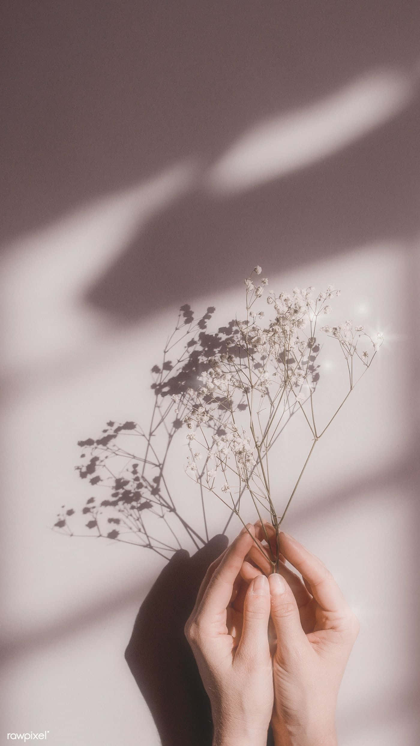 唯美花卉 桌布 壁紙 — 雙手輕輕捧著細緻的乾燥滿天星花朵，靠著柔和照明的牆壁，呈現戲劇性的陰影圖案。