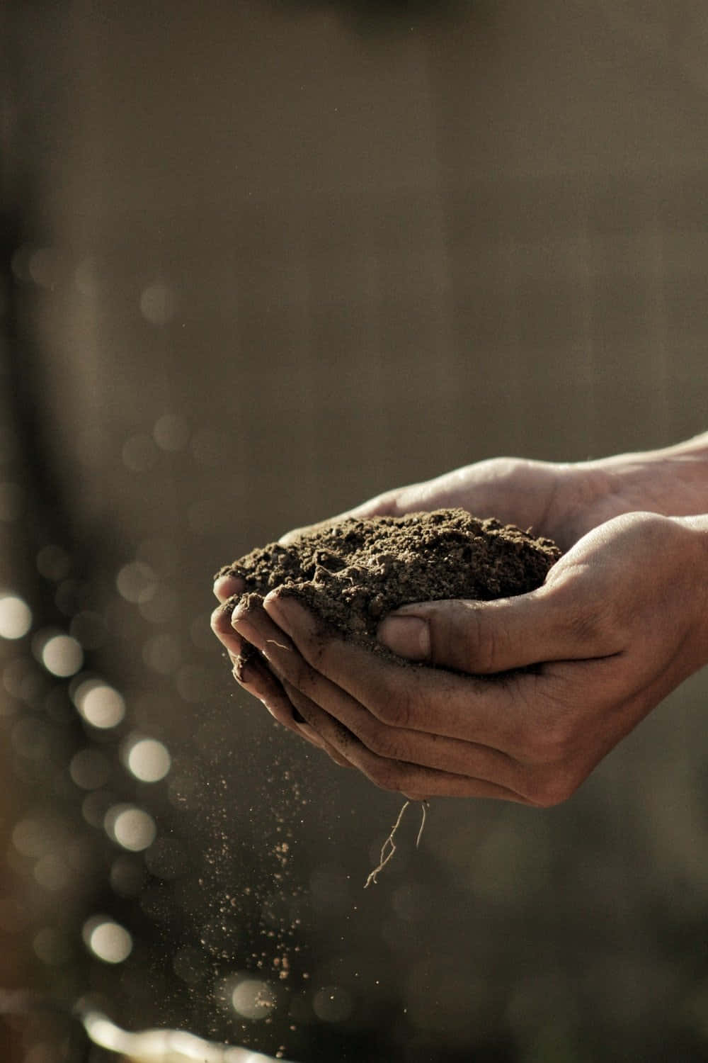 Agriculture 桌布 壁紙 — 雙手輕輕捧起並釋放深色泥土，細小顆粒在柔和的金色光芒中飄散。