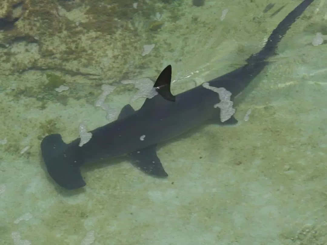 Hammerhead Shark 桌布 壁紙 — 雙髻鯊在沙質海床上方淺淺的藍綠色海水中優雅地滑行。