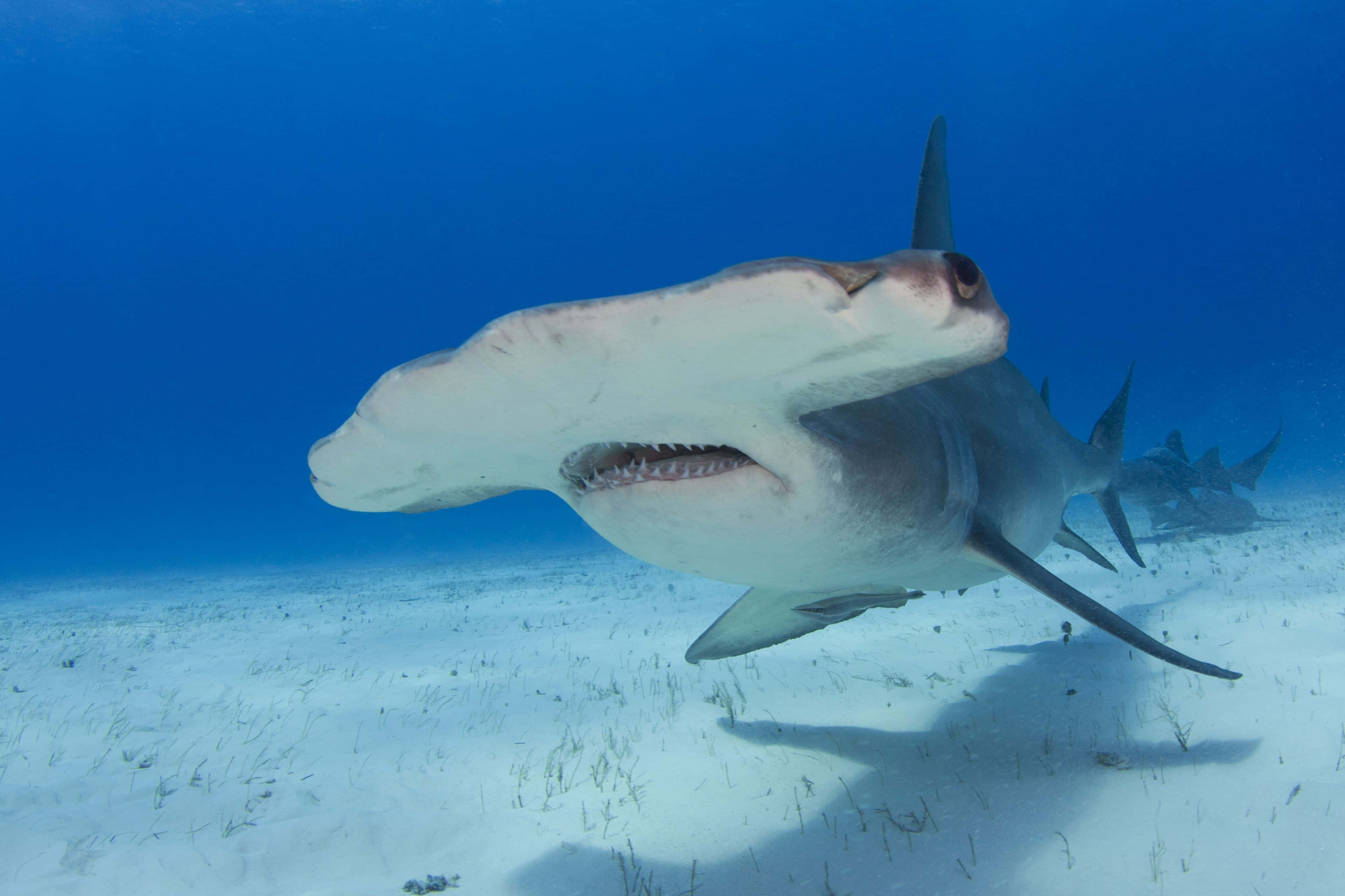 Hammerhead Shark 桌布 壁紙 — 雙髻鯊在陽光照射的沙質海底上方優雅地滑行，上方是清澈的藍色海水。