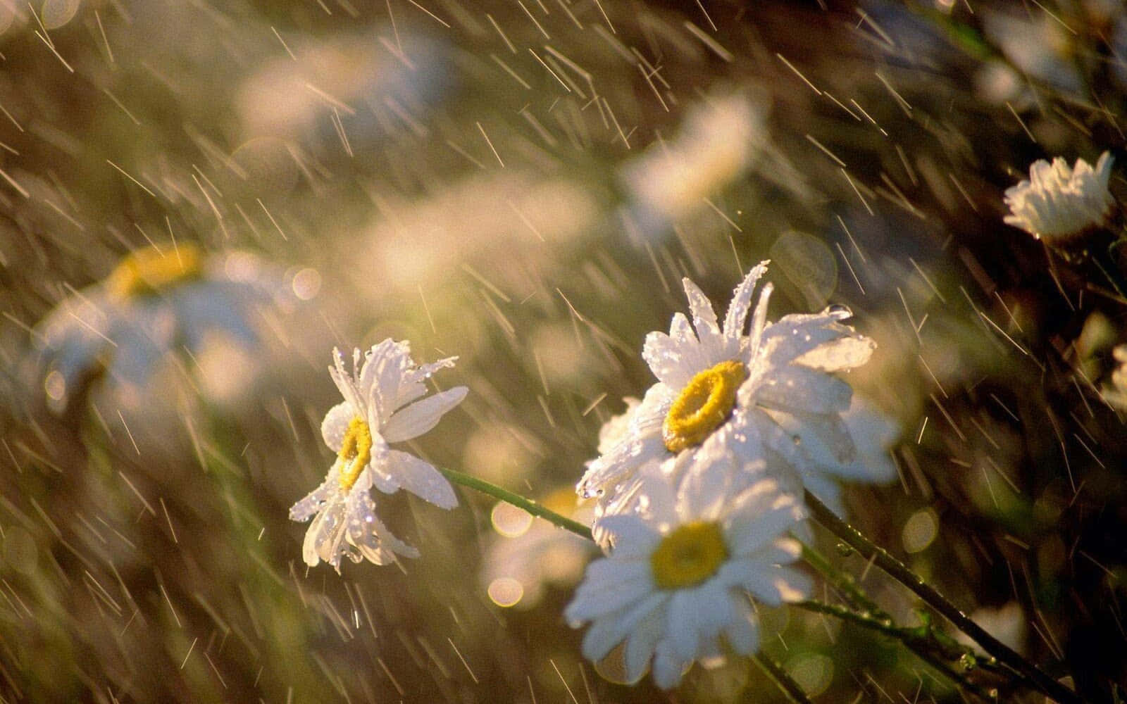 下雨 桌布 壁紙 — 雛菊在雨滴中閃閃發光，金色光線穿過陽光普照的草地上落下的雨。