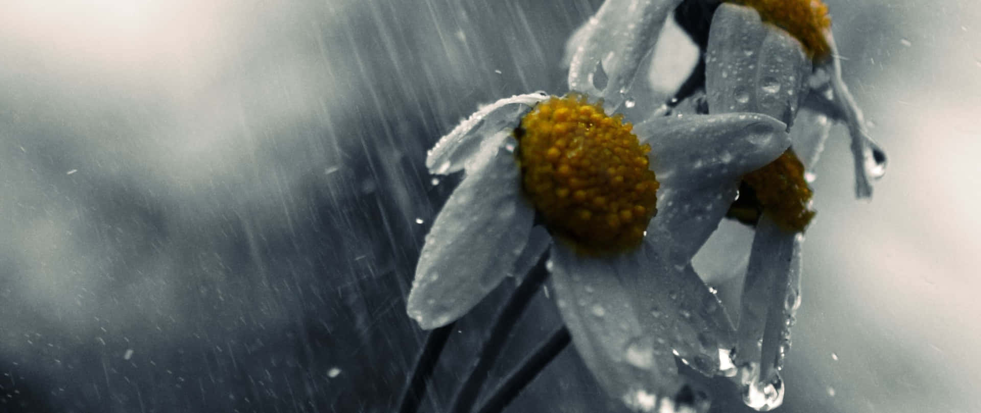 暴風雨天氣中被雨滴覆蓋的雛菊。 — 2560x1080 動態桌布 壁紙