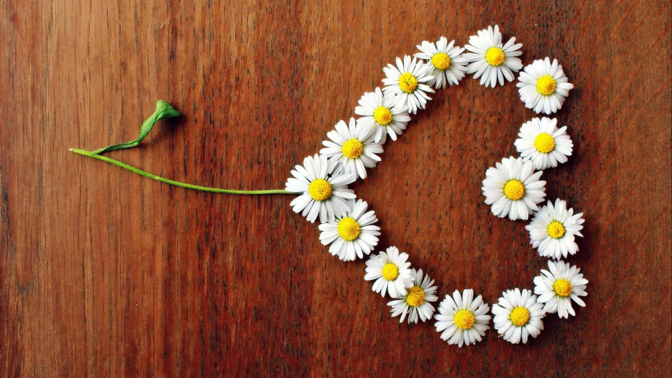 1366x768 Daisies 桌布 壁紙 — 雛菊排列成心形，置於溫暖的木質表面上，左側伸出一根綠色莖。