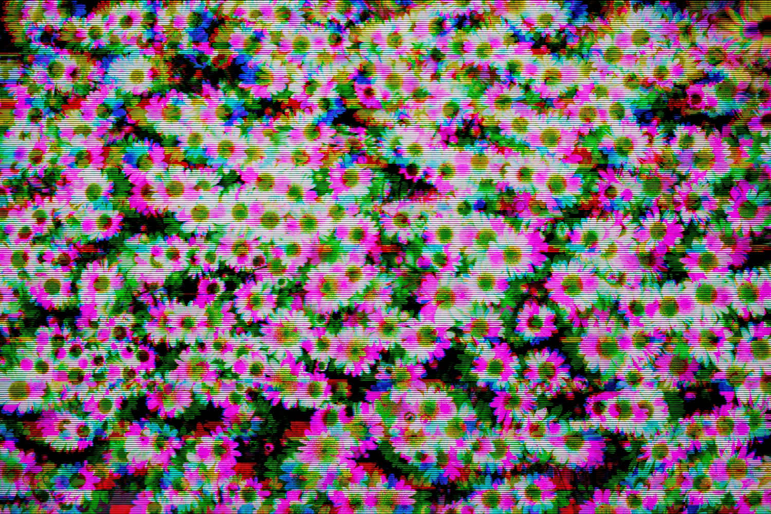 Glitch Effect 桌布 壁紙 — 雛菊的故障數位圖案，帶有鮮豔粉紅、綠色和藍色色調的扭曲像素。