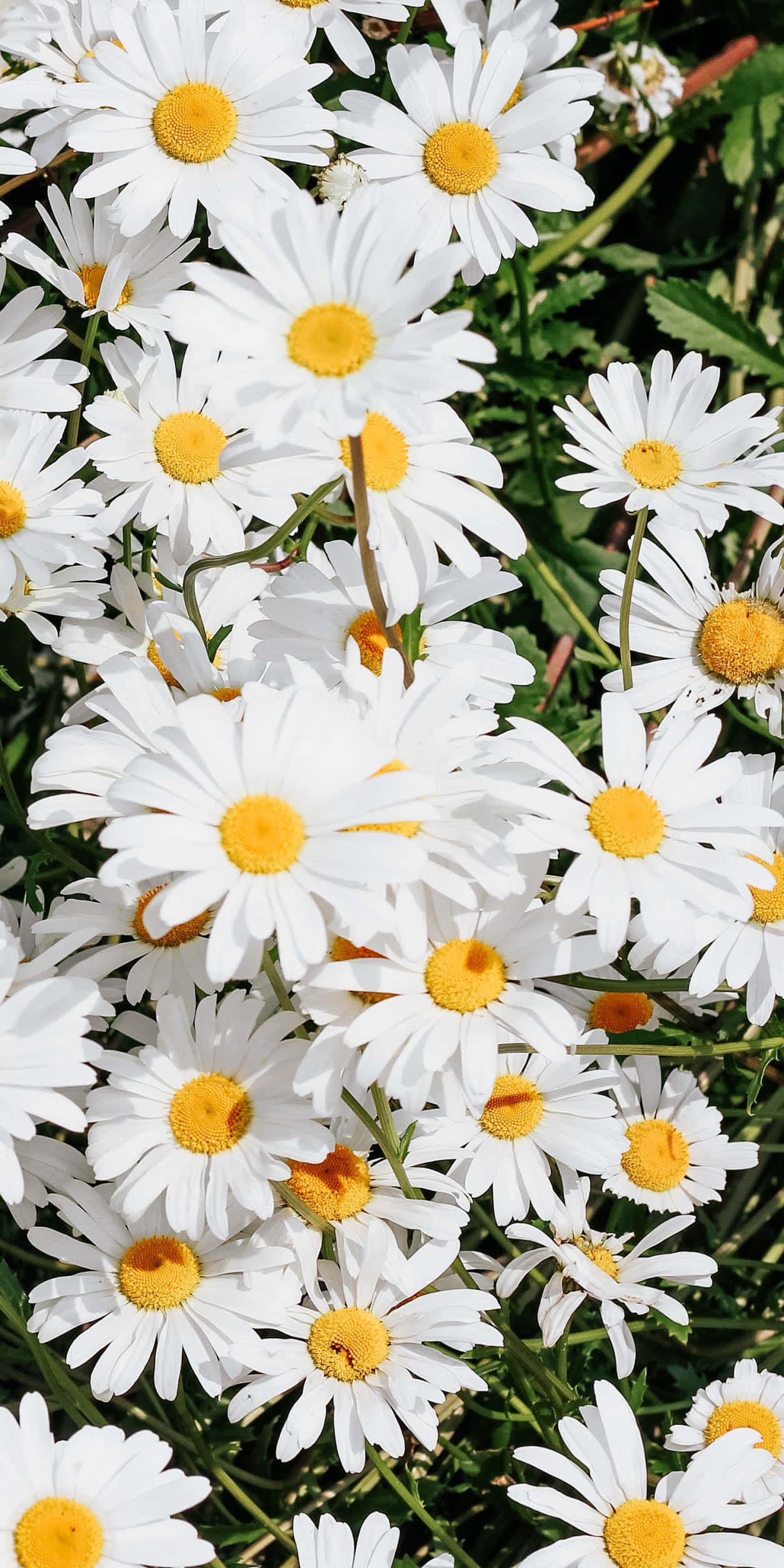 Android Daisies 桌布 壁紙 — 雛菊的特寫，帶有鮮黃色的中心和純白色的花瓣，在茂密的綠葉中密集綻放。