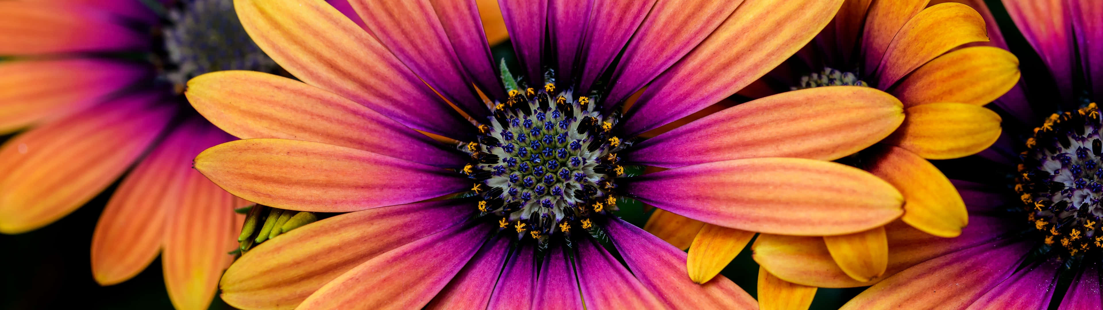 Colorful Daisies 桌布 壁紙 — 雛菊的鮮豔特寫，花瓣由橙色漸變到紫色，背景為深色。