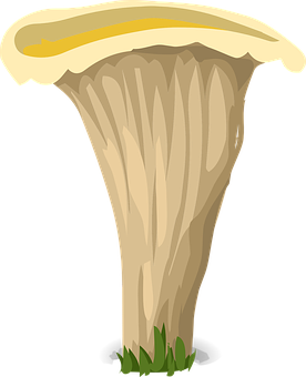 雞油菌插圖 壁紙