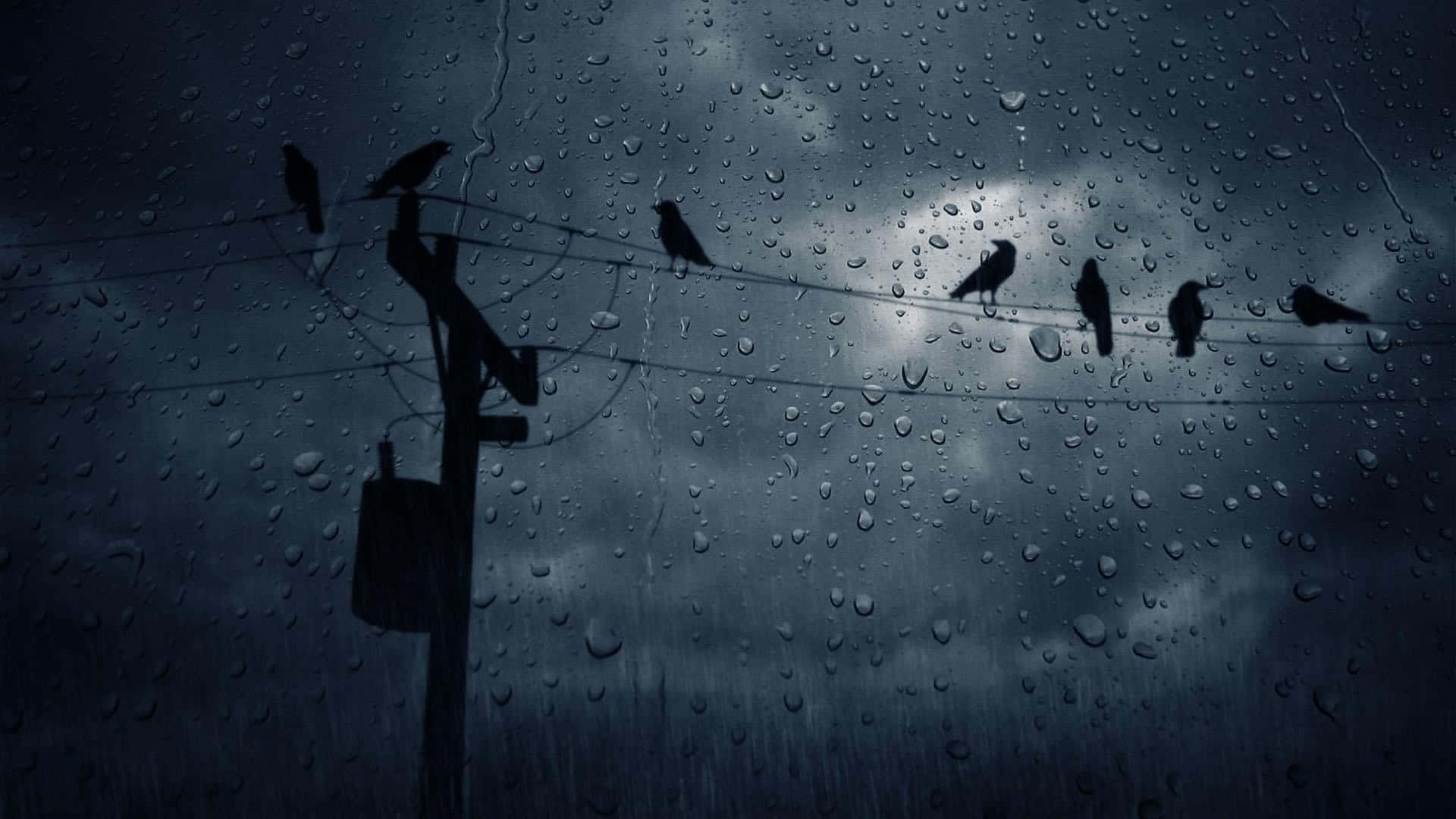 雨中的電線桿上的鳥群 壁紙