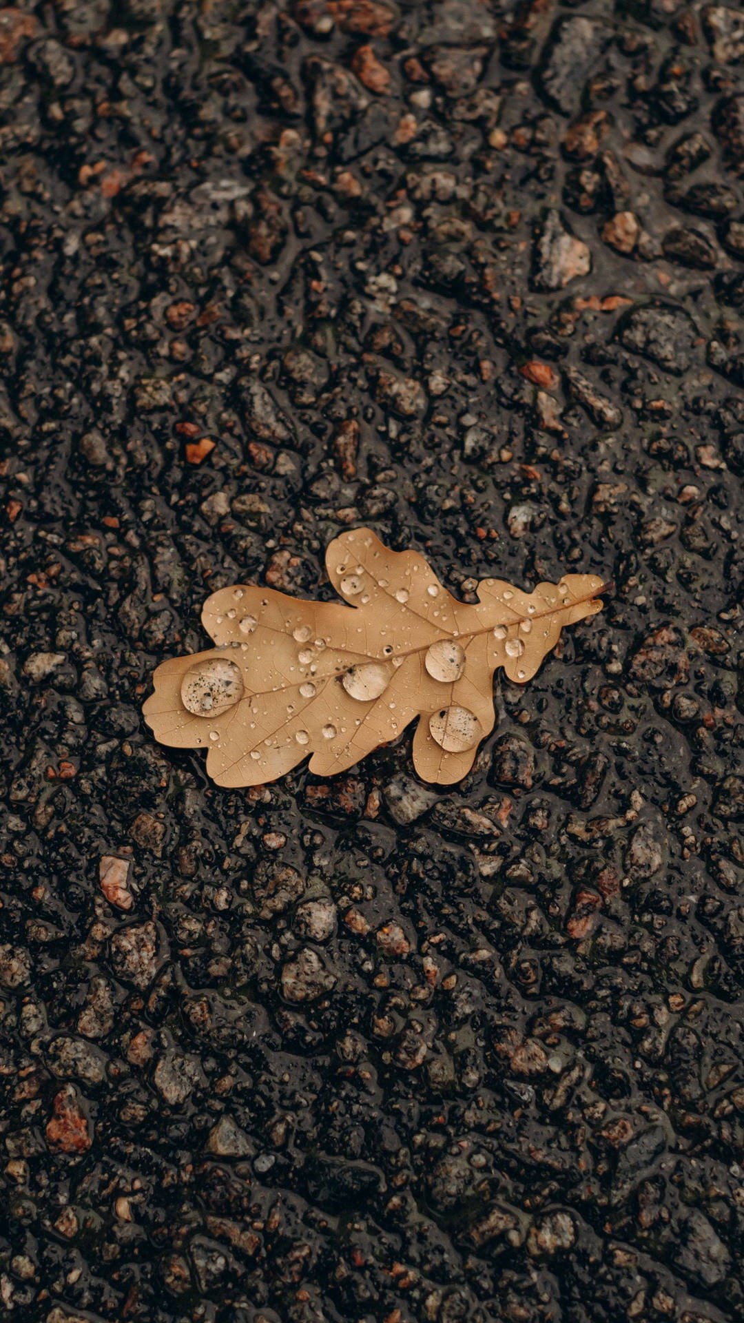 Leaf 桌布 壁紙 — 雨後，一片濕透的橡樹葉帶著閃亮的水珠，靜靜躺在深色紋理瀝青上。