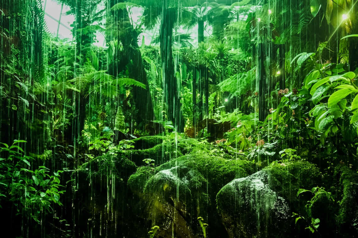 森林 桌布 壁紙 — 雨水穿過茂密的綠色叢林樹冠傾瀉而下，長滿苔蘚的岩石和蕨類植物在柔和光線下閃耀。