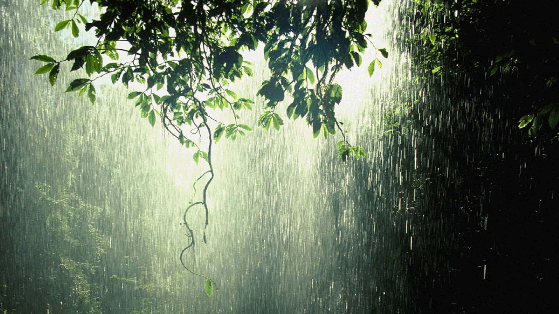 下雨 桌布 壁紙 — 雨水穿過陽光照射的綠葉，營造出迷霧籠罩、發光的森林樹冠場景。