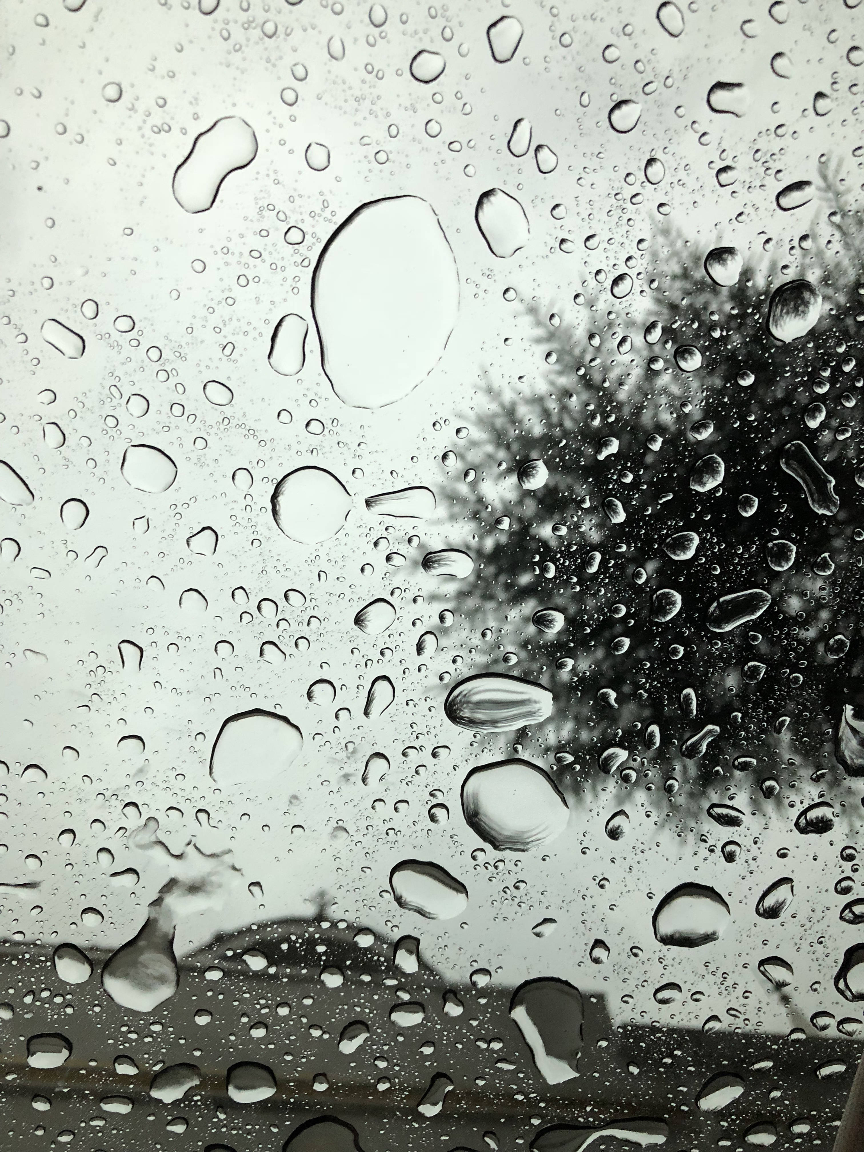 Transparent 桌布 壁紙 — 雨滴依附在窗戶上，映襯著灰色天空下模糊的樹木剪影。
