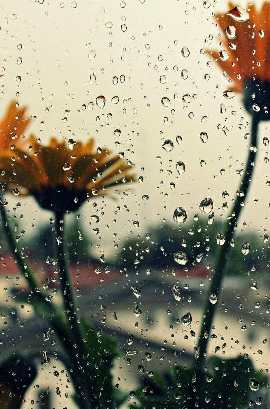 Rainy Day 桌布 壁紙 — 雨滴依附在窗玻璃上，模糊的橙色花朵在柔和的灰色傾盆大雨中在外搖曳。
