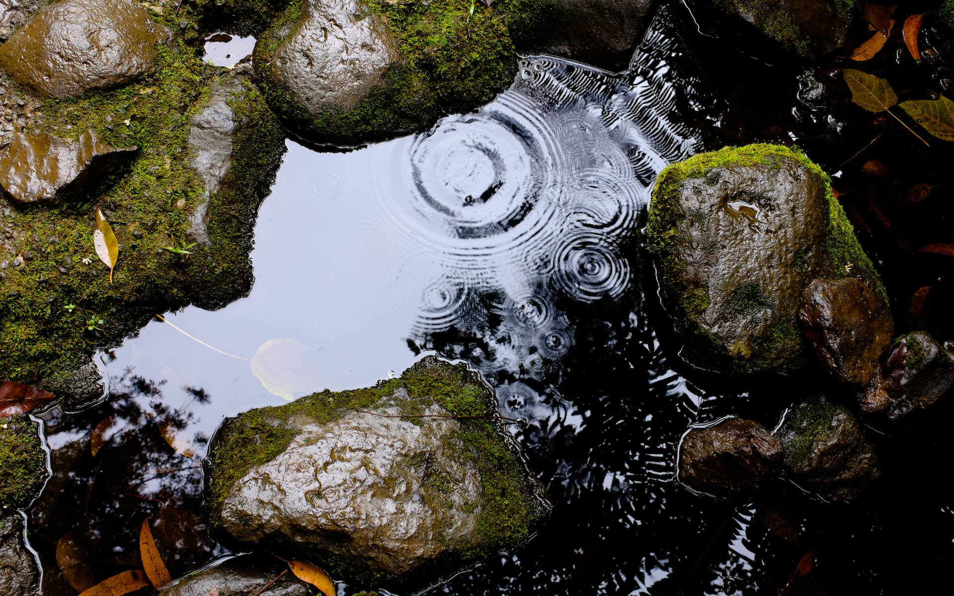 水 桌布 壁紙 — 雨滴在一個被長滿青苔的石頭和落葉包圍的寧靜池塘上泛起漣漪。