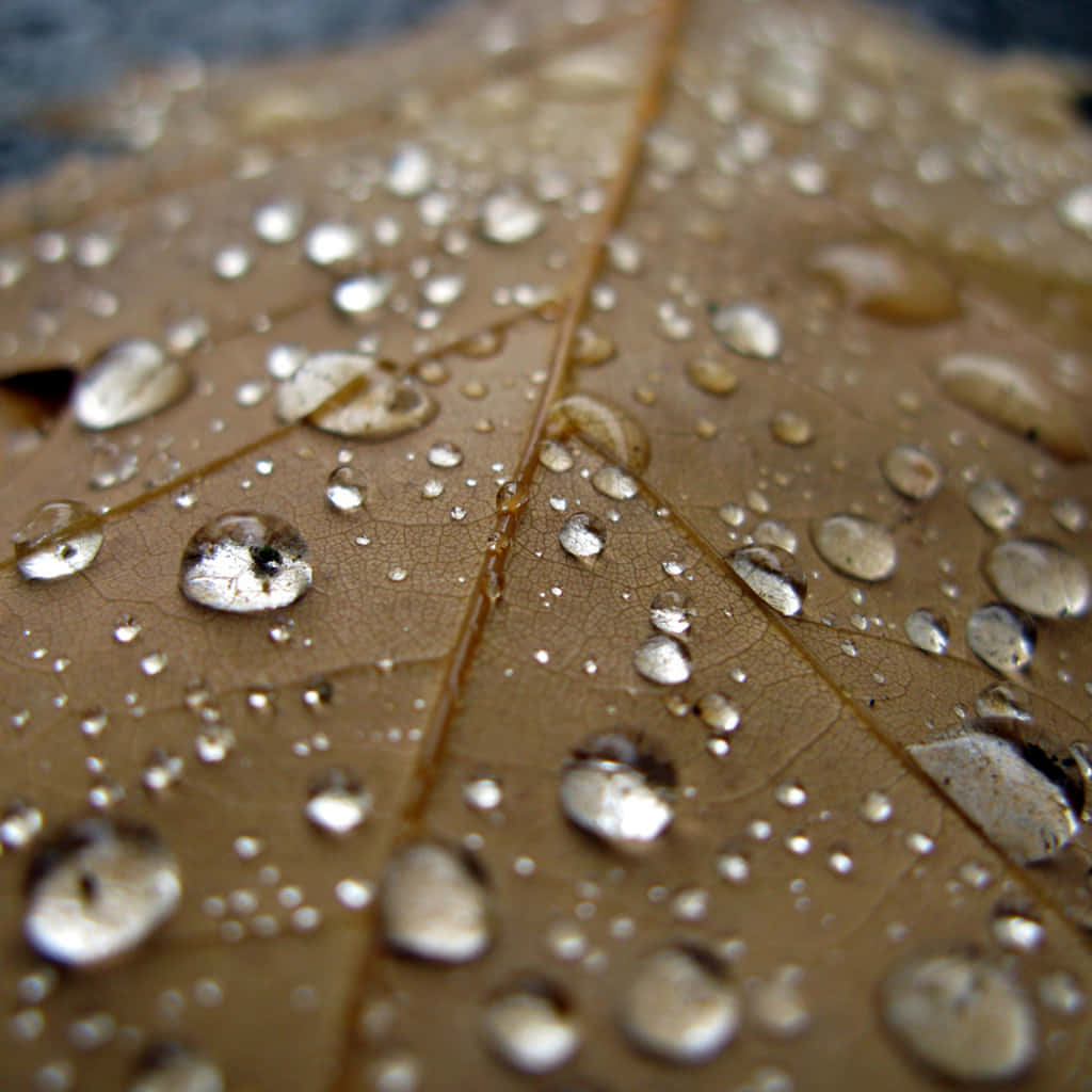 Water iPad 桌布 壁紙 — 雨滴在帶有紋理的棕色葉片上閃閃發光的特寫，葉脈清晰可見，帶有自然瑕疵。