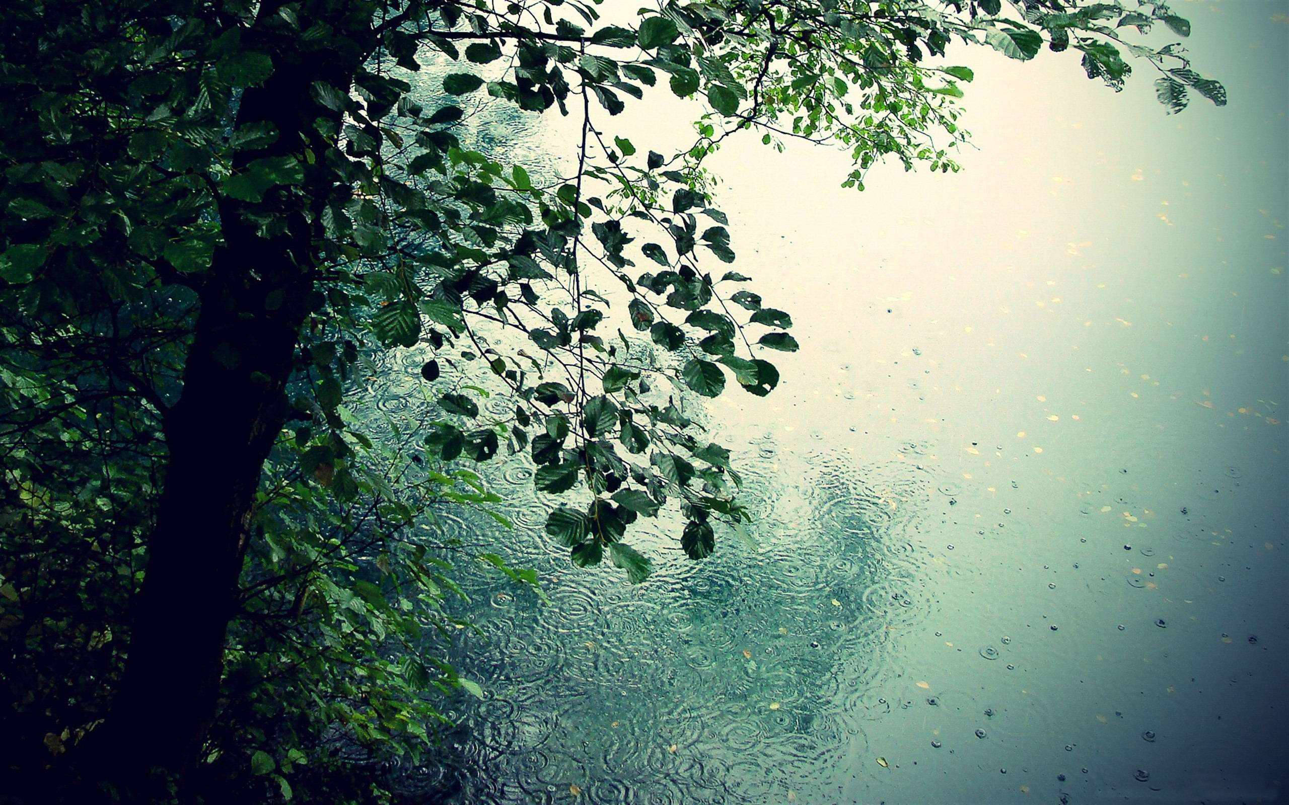 Rainy Day 桌布 壁紙 — 雨滴在平靜的湖面上泛起漣漪，上方是茂密綠樹的垂枝。