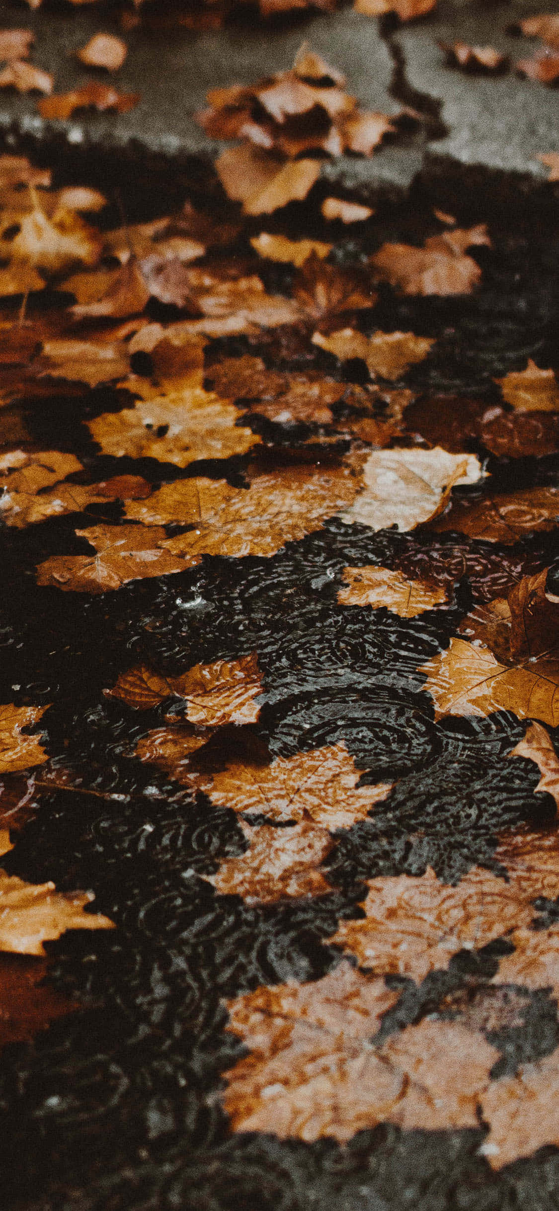 Fall iPhone 桌布 壁紙 — 雨滴在散落著金棕色秋葉的潮濕暗色路面上泛起漣漪。