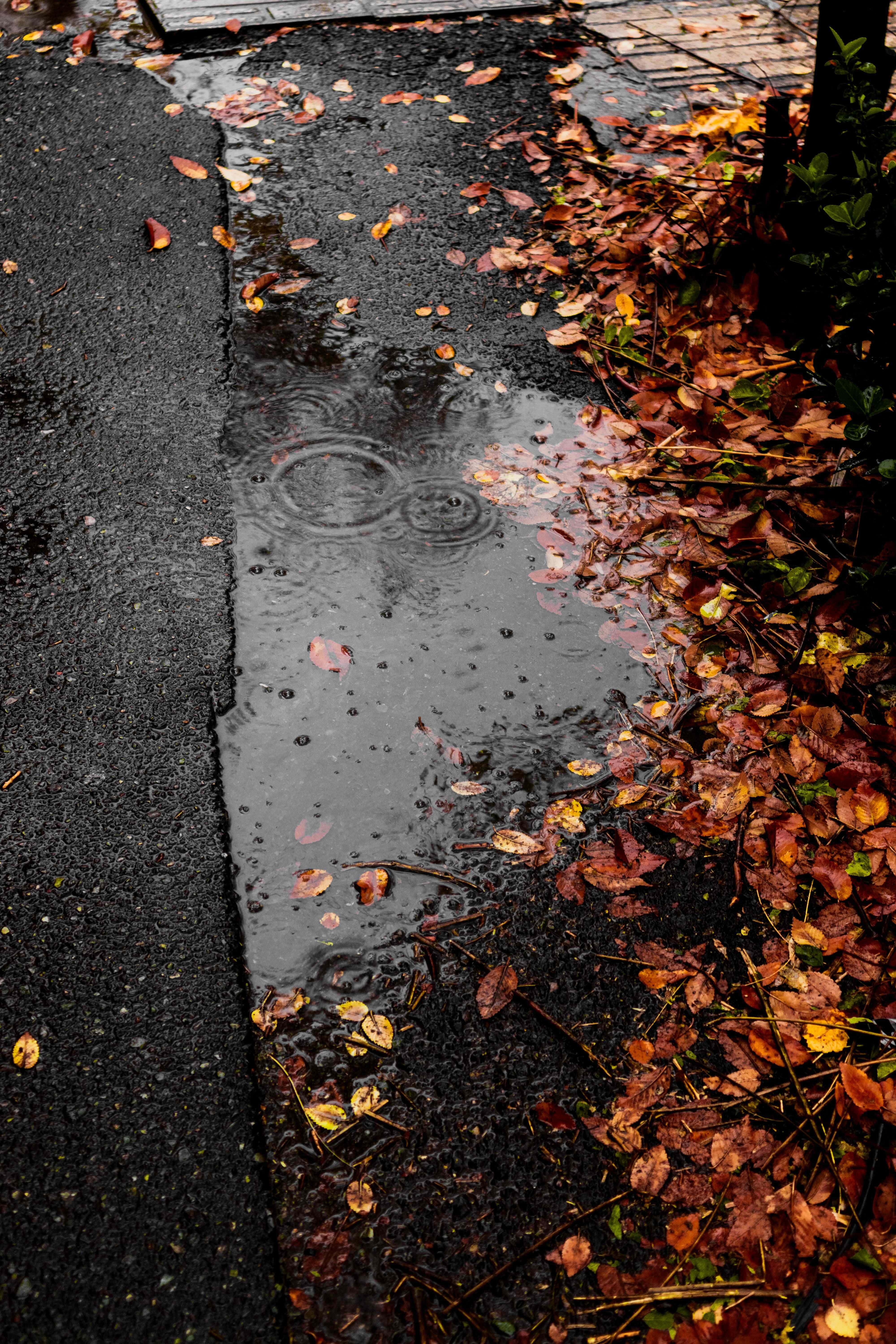 Fall Rain 桌布 壁紙 — 雨滴在濕漉漉的柏油小徑上的水窪中泛起漣漪，小徑上散落著秋天的落葉。