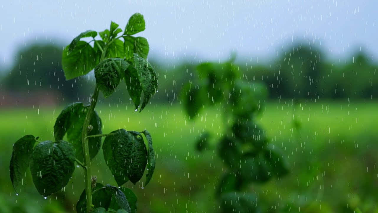 下雨 桌布 壁紙 — 雨滴在陰天下的茂密田野中，從鮮綠的葉片上傾瀉而下。