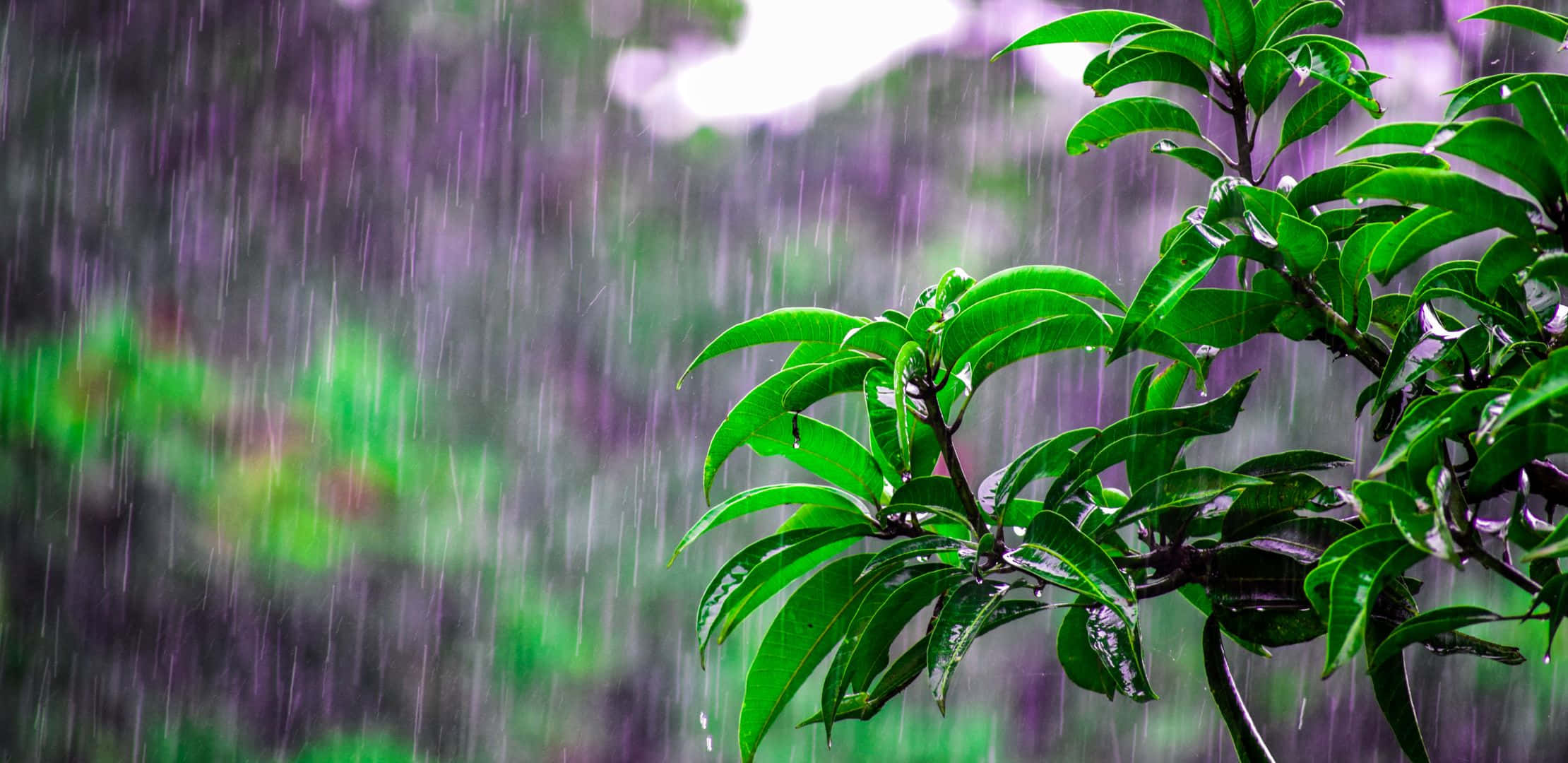 2220x1080 桌布 壁紙 — 雨滴在鮮綠色的葉子上傾瀉而下，背景是模糊的紫色和綠色森林。