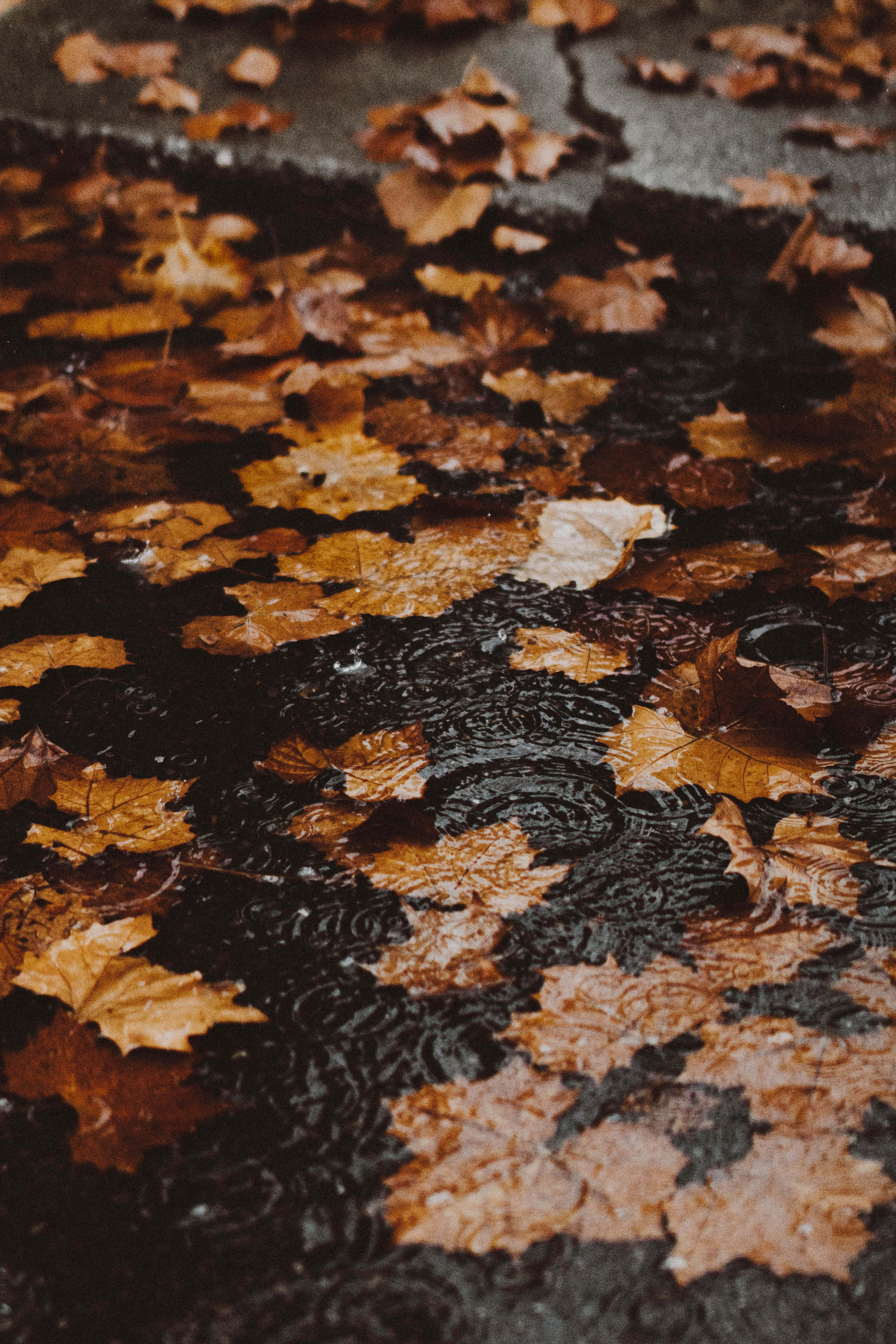 Fall Rain 桌布 壁紙 — 雨滴在黑暗的水窪中泛起漣漪，水窪中散落著落下的琥珀色楓葉。