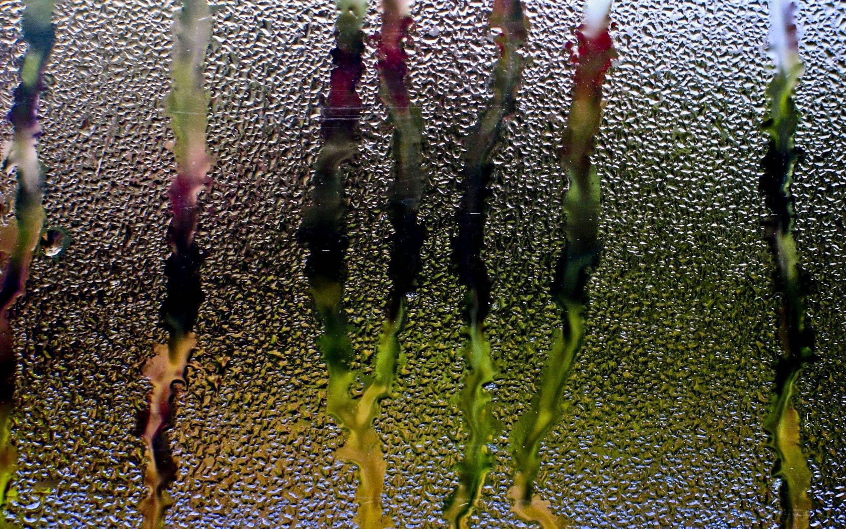 Droplets 桌布 壁紙 — 雨滴沿玻璃窗流下，顯現出街燈和霓虹燈牌的模糊彩色倒影。