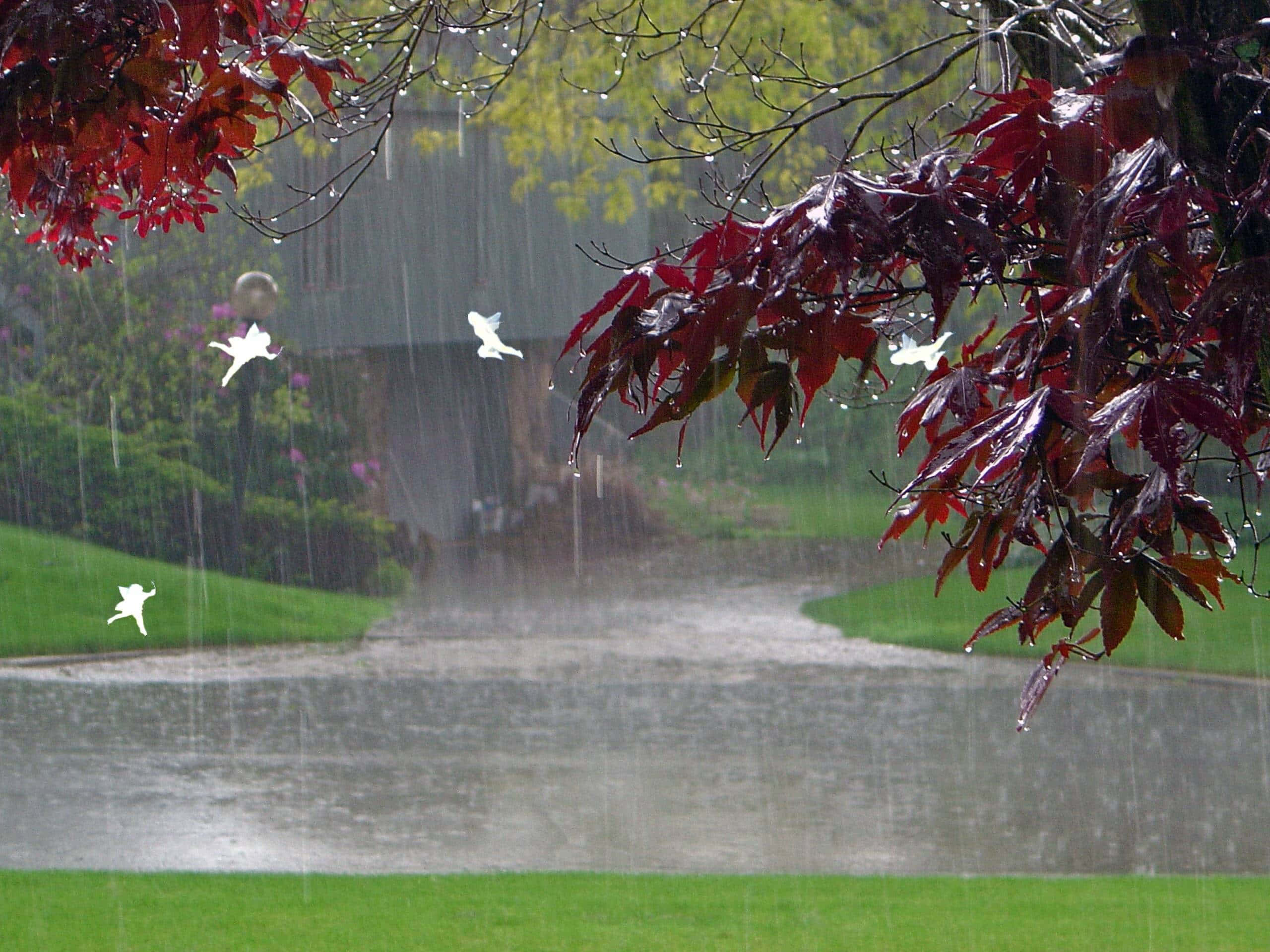 Raining 桌布 壁紙 — 雨滴沿窗戶流下，鮮紅的樹葉框住一條模糊的花園小徑，有白鳥飛翔。