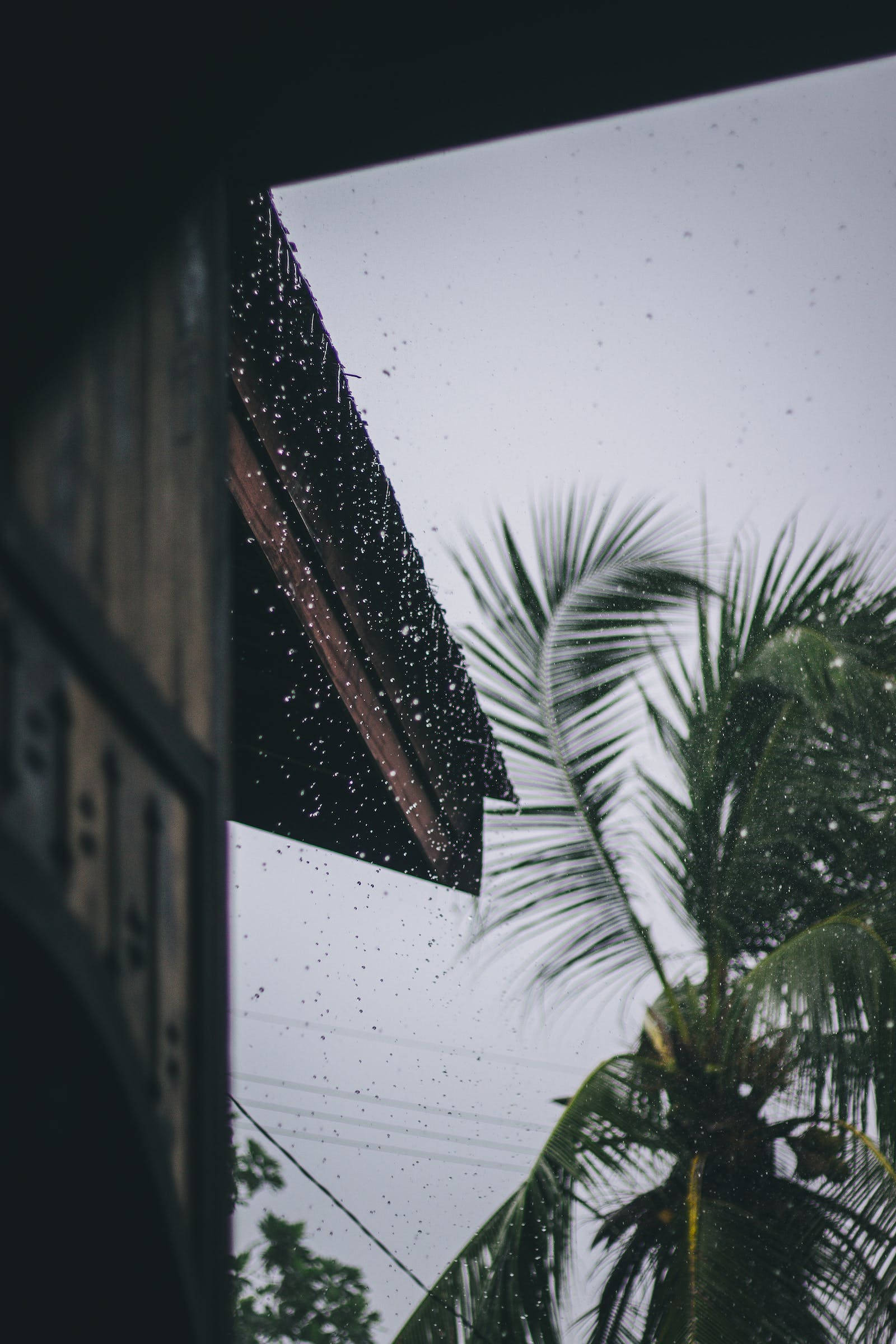 Raining 桌布 壁紙 — 雨滴沿著深色屋頂流下，一棵茂盛的綠色棕櫚樹在陰天中搖曳。