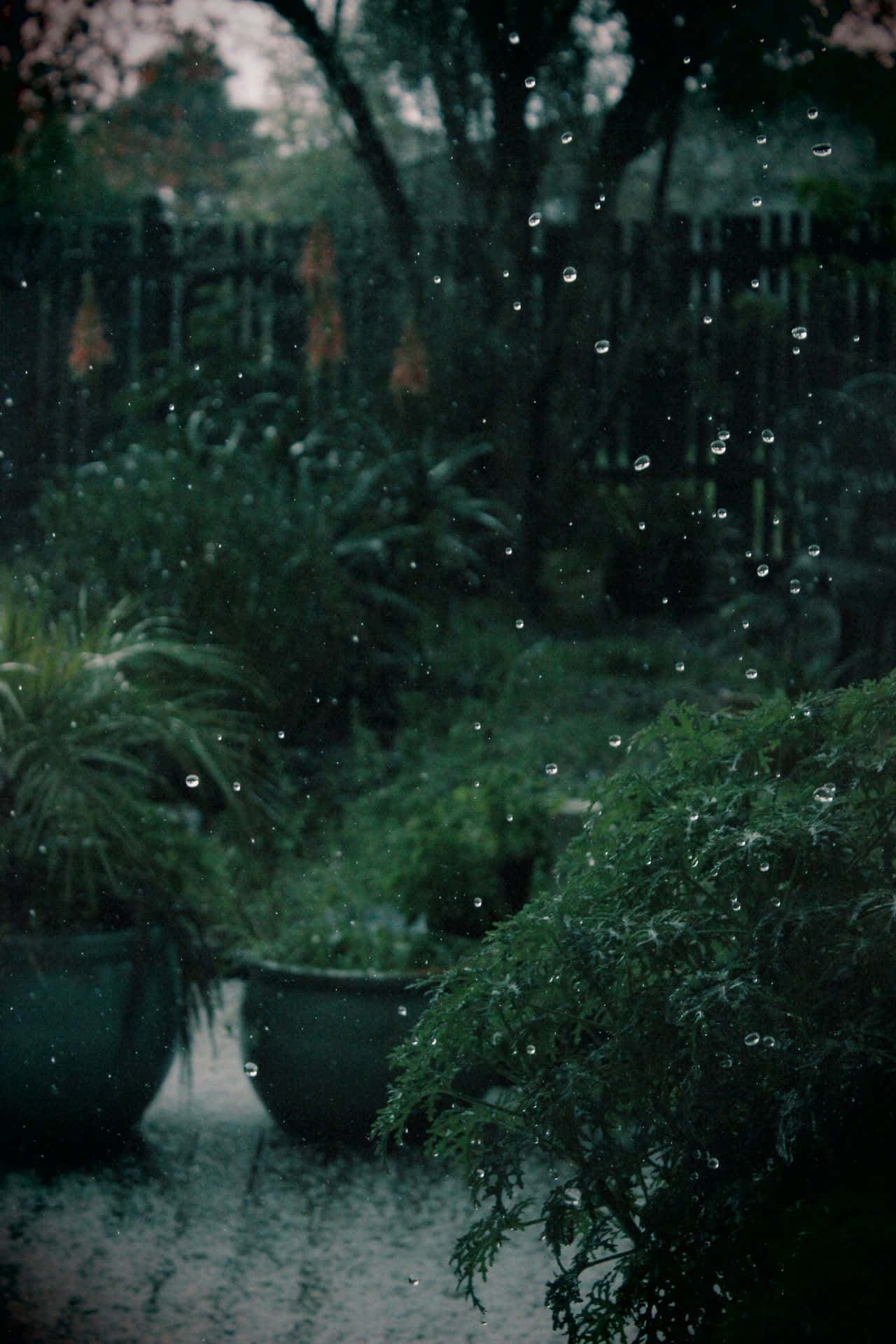 深綠色系動畫 桌布 壁紙 — 雨滴沿著玻璃窗滑落，窗外是薄霧籠罩的花園，種有盆栽蕨類和樹木，籠罩在柔和的暮色中。