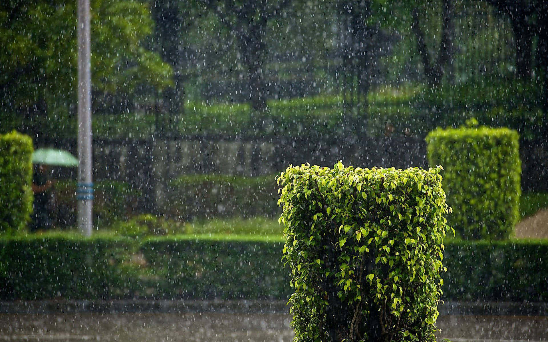 攝影 桌布 壁紙 — 雨滴穿過一個鬱鬱蔥蔥的綠色公園，公園裡有修剪整齊的樹籬，遠處有一個模糊的身影在雨傘下。