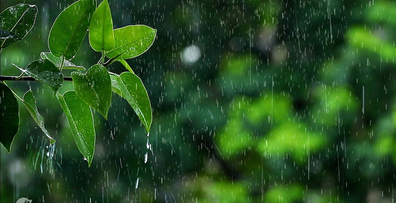 下雨 桌布 壁紙 — 雨滴穿過鮮綠的葉子，在模糊的森林背景下傾瀉而下。