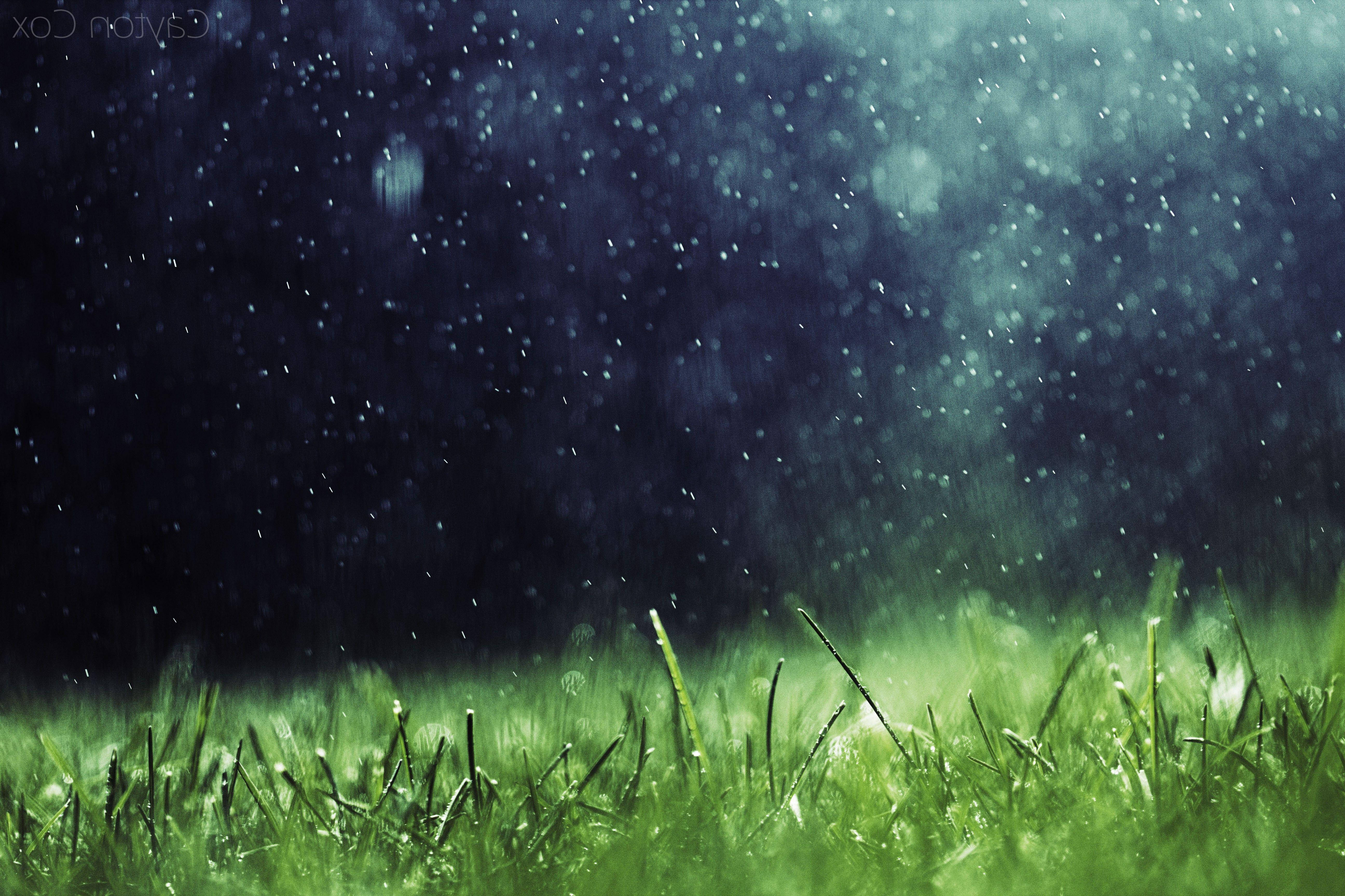 Rainy 桌布 壁紙 — 雨滴穿過黑暗的天空落在充滿活力的綠色草地上，以地面近距離拍攝。