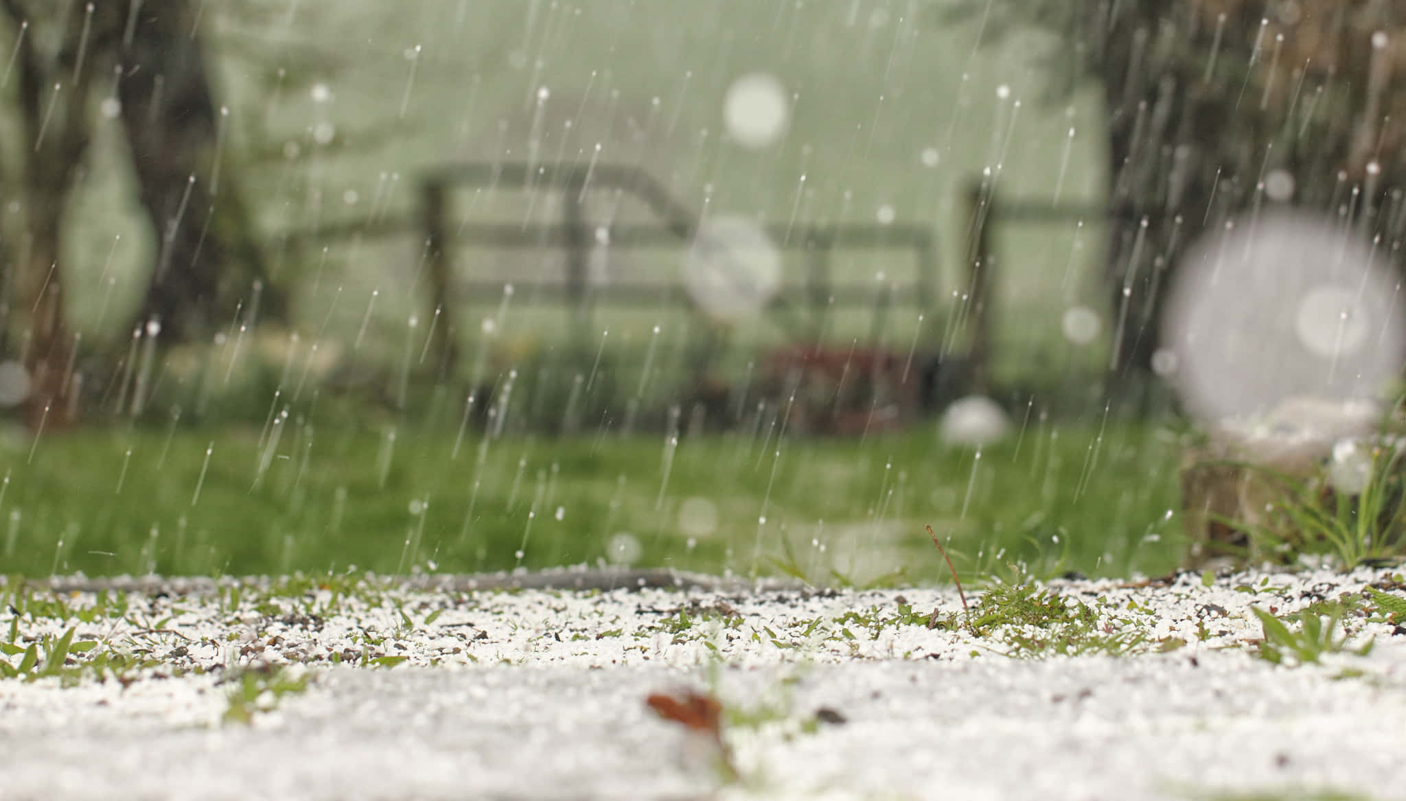 草地 桌布 壁紙 — 雨滴落在積雪的草地上，背景有模糊的樹木和籬笆。