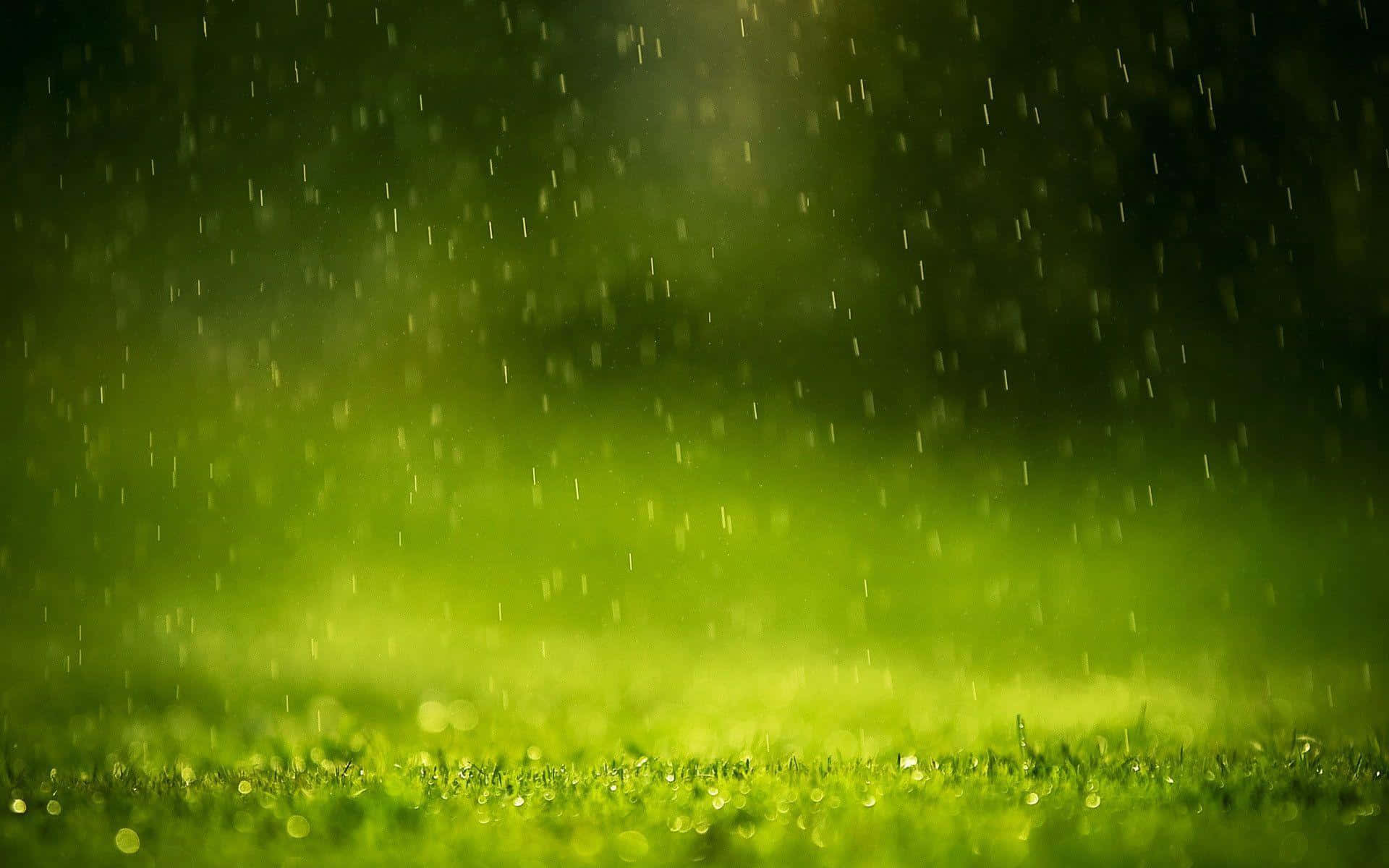 Rain Drops 桌布 壁紙 — 雨滴輕輕落在充滿活力的綠草上，在朦朧發光的光線下，營造出寧靜的自然場景。