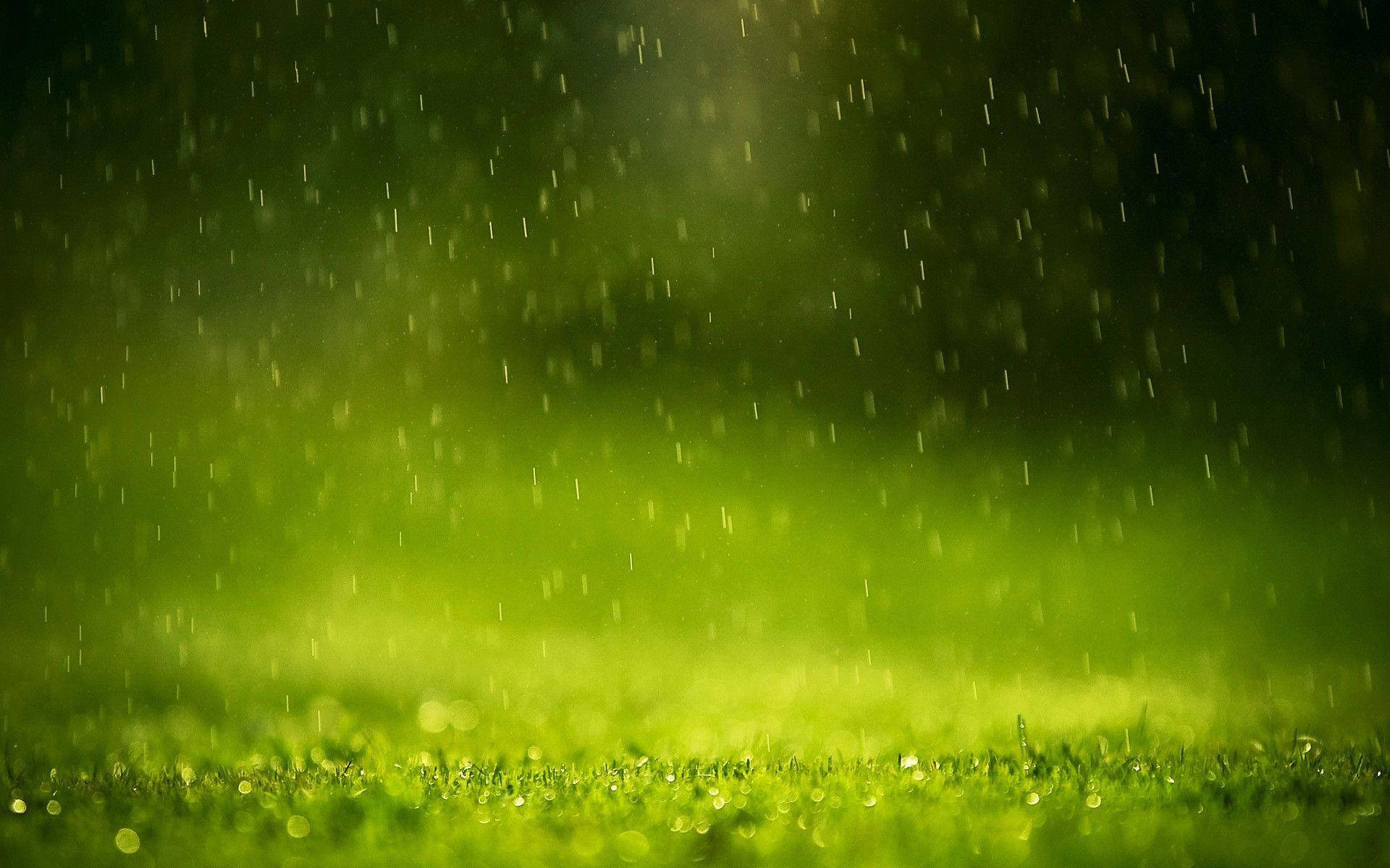 Grass 桌布 壁紙 — 雨滴輕輕落在充滿活力的綠草上，在朦朧發光的光線下，營造出寧靜的自然景象。