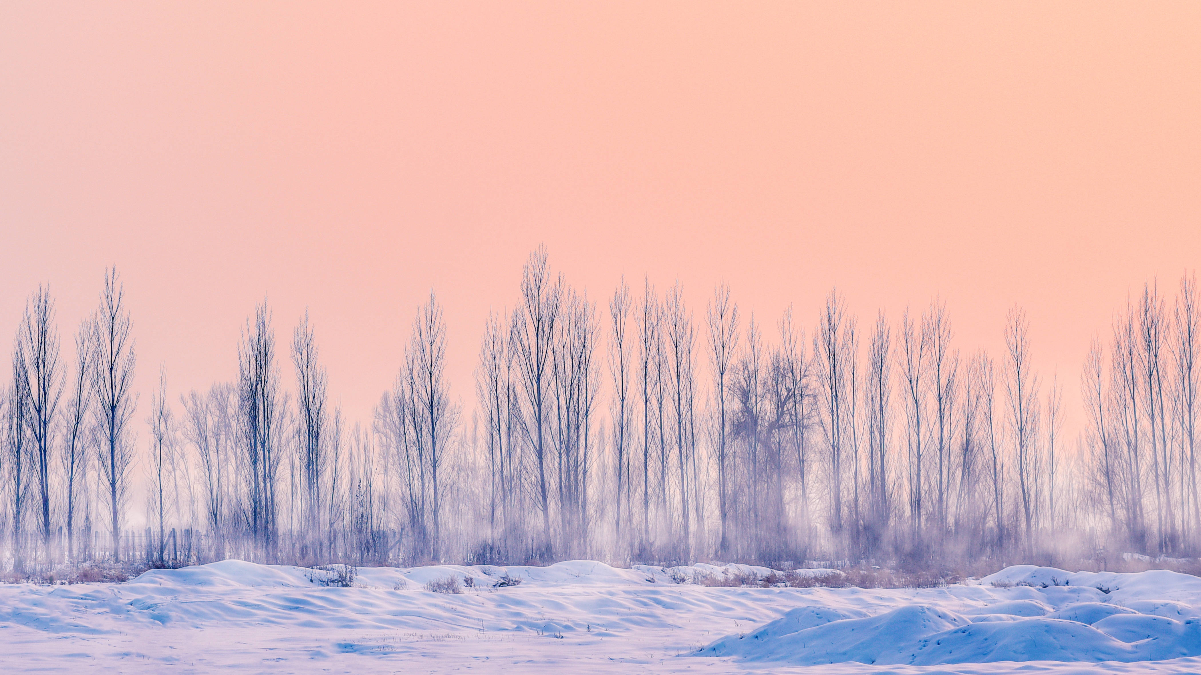 Winter 桌布 壁紙 — 雪地上有光禿禿的樹木，襯著柔和粉紅色的日落天空。