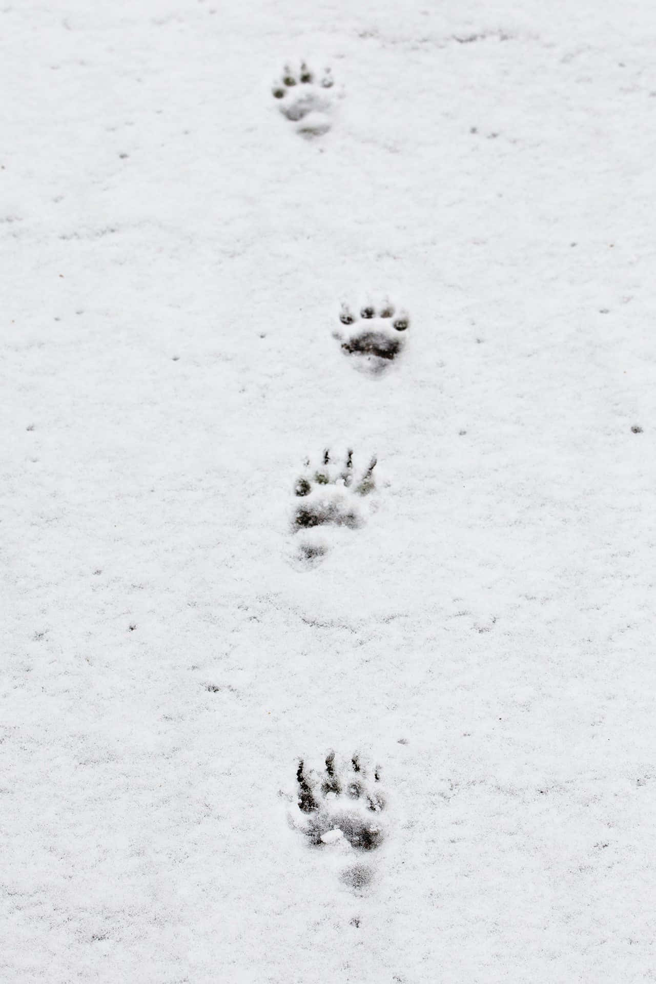 雪地中的一對腳印 壁紙