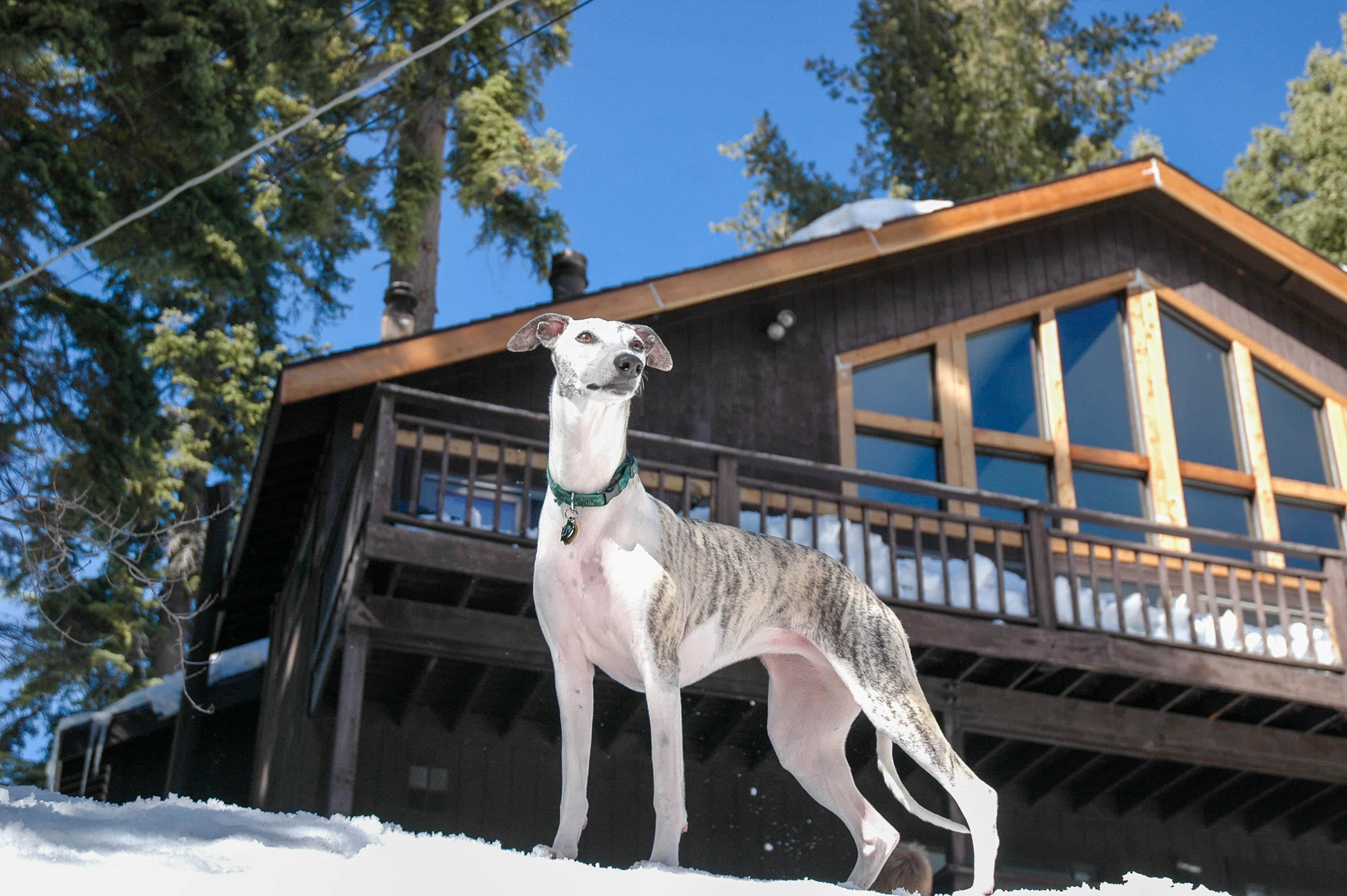 雪地小屋前站立的灰狗 壁紙