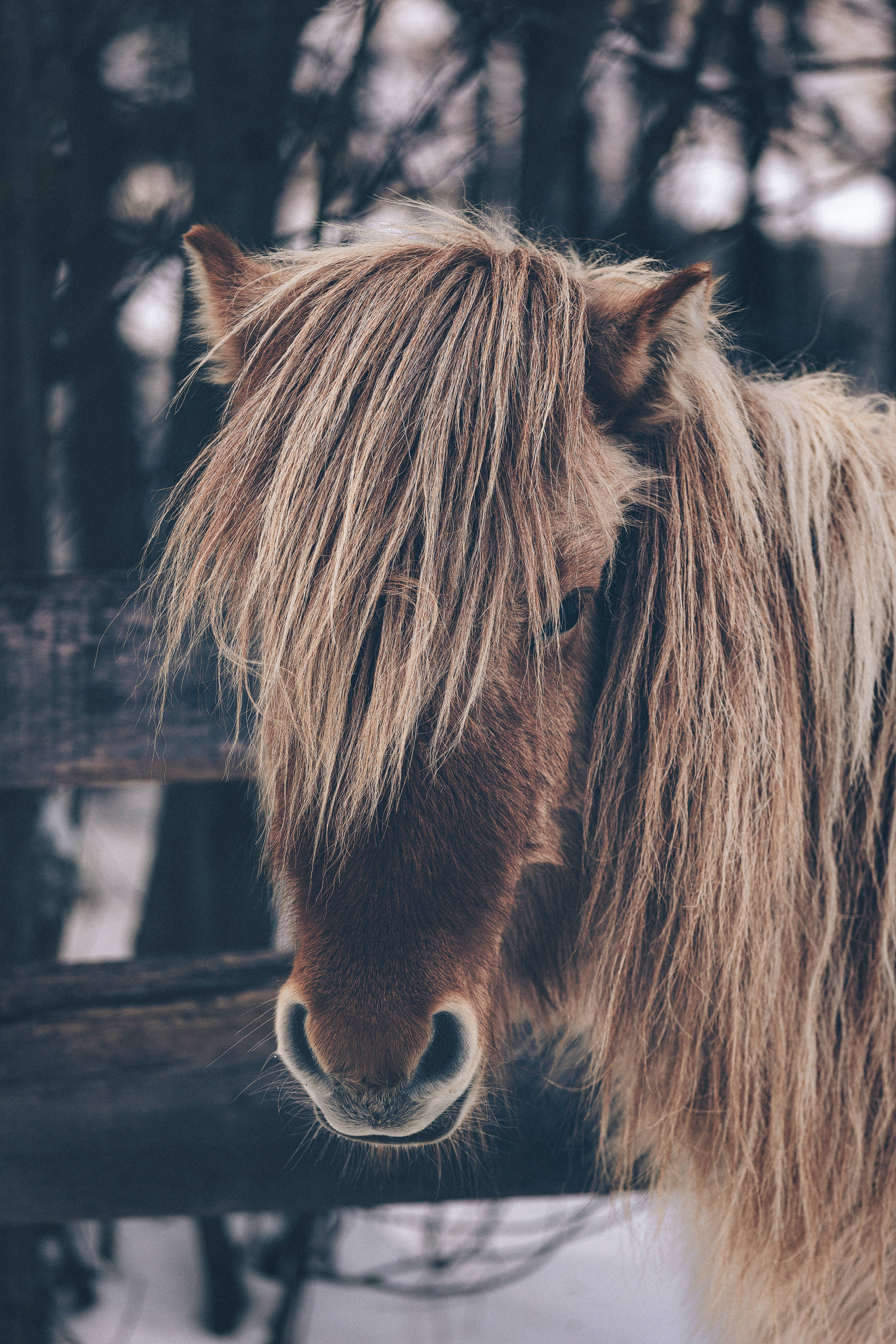 Horse iPhone 桌布 壁紙 — 雪地森林中，一匹毛茸茸的棕色小馬有著濃密的鬃毛，從木柵欄上方探出頭來的特寫。