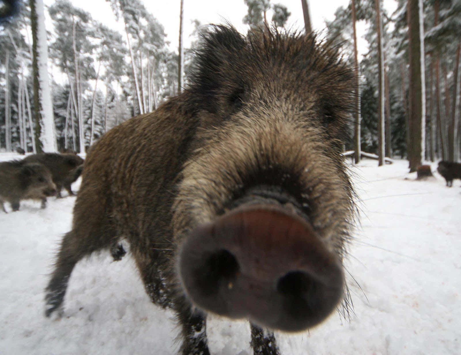 Wild Boar 桌布 壁紙 — 雪地森林中野豬鼻子的特寫，背景有其他野豬。