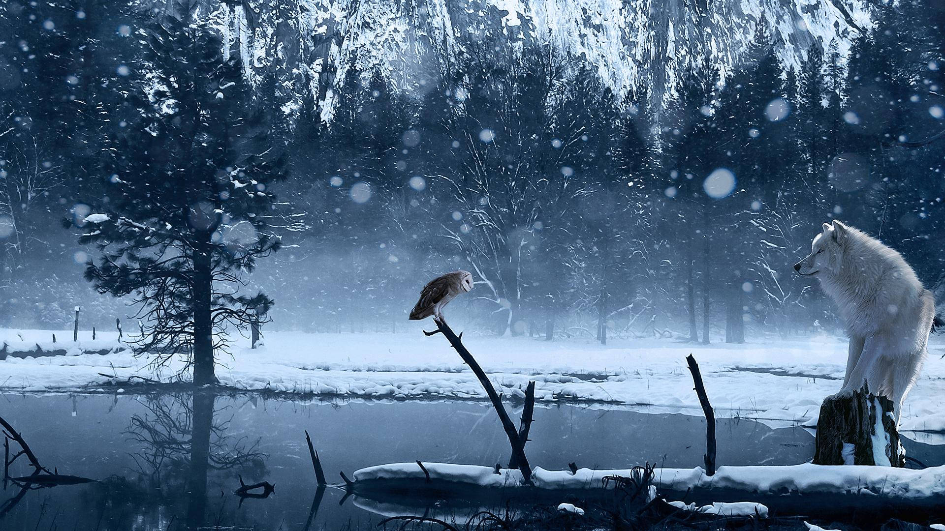 藍色貓頭鷹 桌布 壁紙 — 雪地森林場景，一隻白狼和一隻貓頭鷹在飄雪中隔著結冰的池塘對峙。
