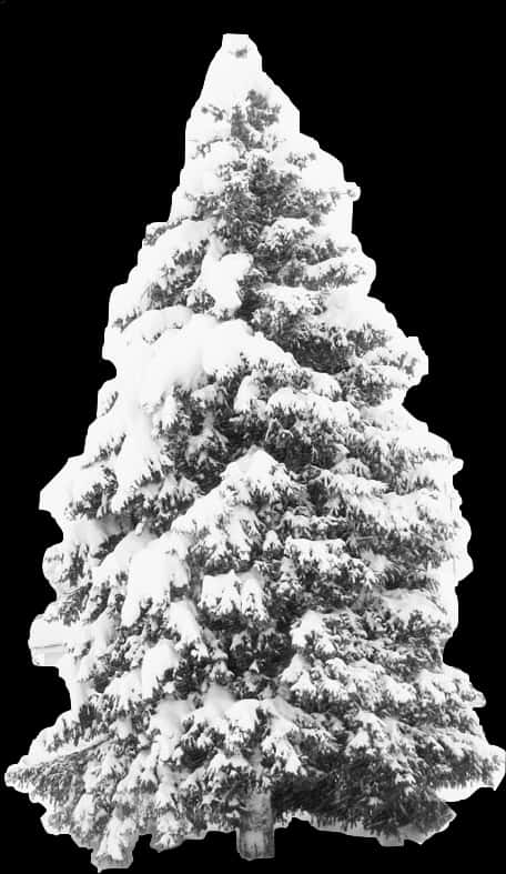 雪松 壁紙