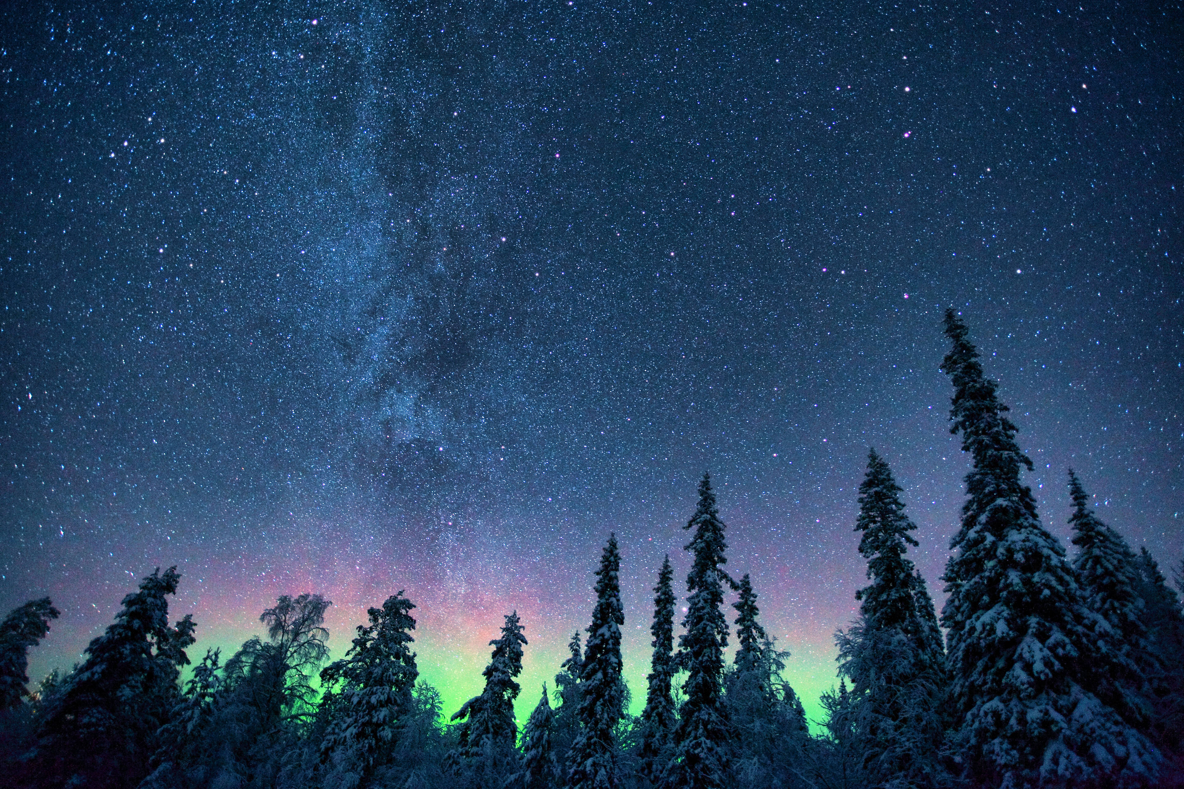 lights 桌布 壁紙 — 雪松樹的剪影映襯著星空夜空，上方有充滿活力的綠色和粉紅色北極光舞動。