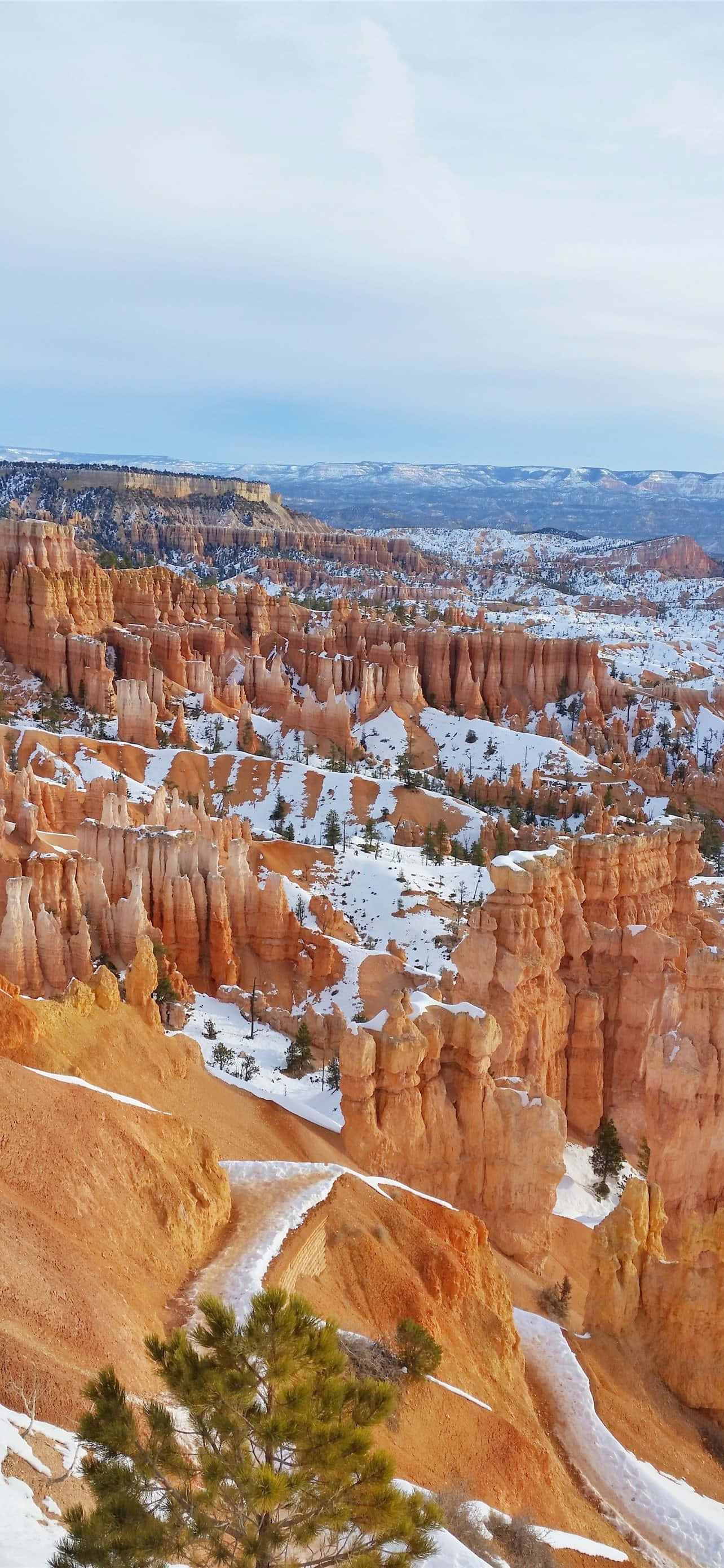 Utah 桌布 壁紙 — 雪灑在橙色的岩柱和松樹上，在廣闊的峽谷中，天空呈現淡藍色。