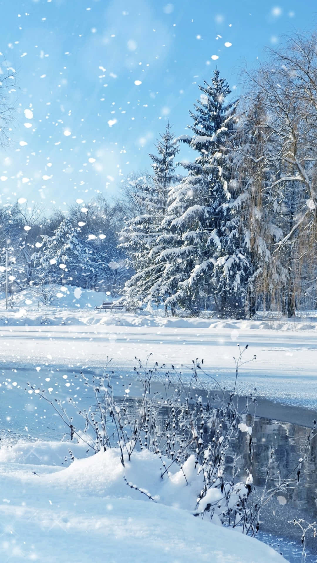 Snow Falling 桌布 壁紙 — 雪花在冬日公園中飄過明亮的藍天，覆蓋著白雪的常綠樹木和結冰的池塘。