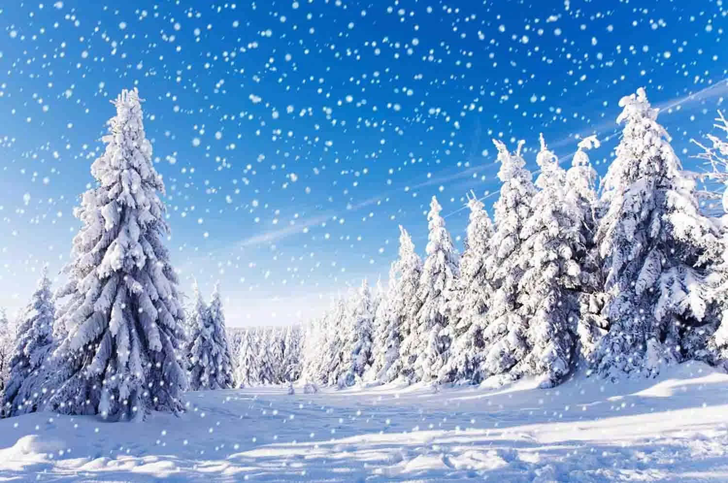 Snowfall 桌布 壁紙 — 雪花在明亮的藍天下飄過一片積雪的常綠樹林。