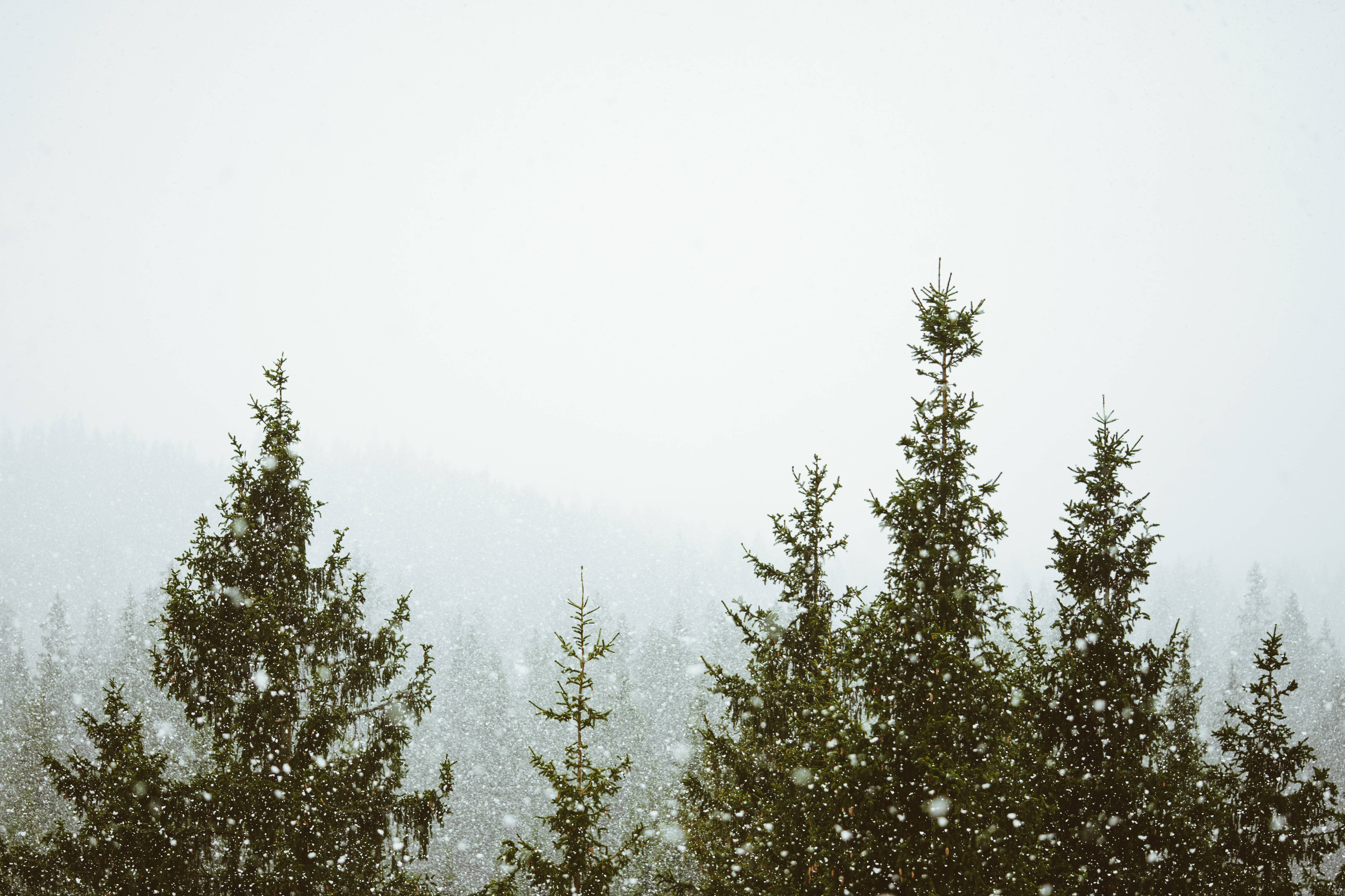 Foggy 桌布 壁紙 — 雪花在朦朧的冬日天空中飄過，飄落在寂靜森林中深色的常青樹上。