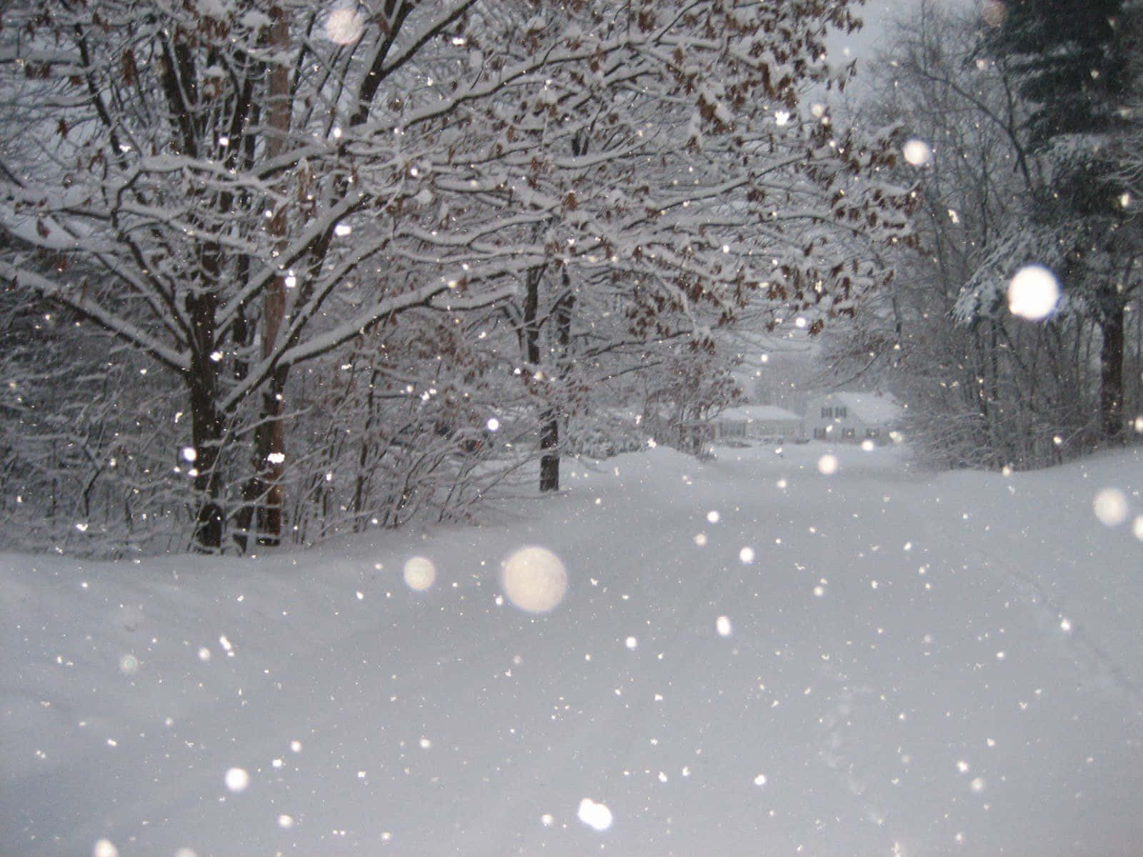 Snowstorm 桌布 壁紙 — 雪花在空中飄蕩，光禿禿的樹木和遠處的房子在冬天的毯子下靜靜地佇立。