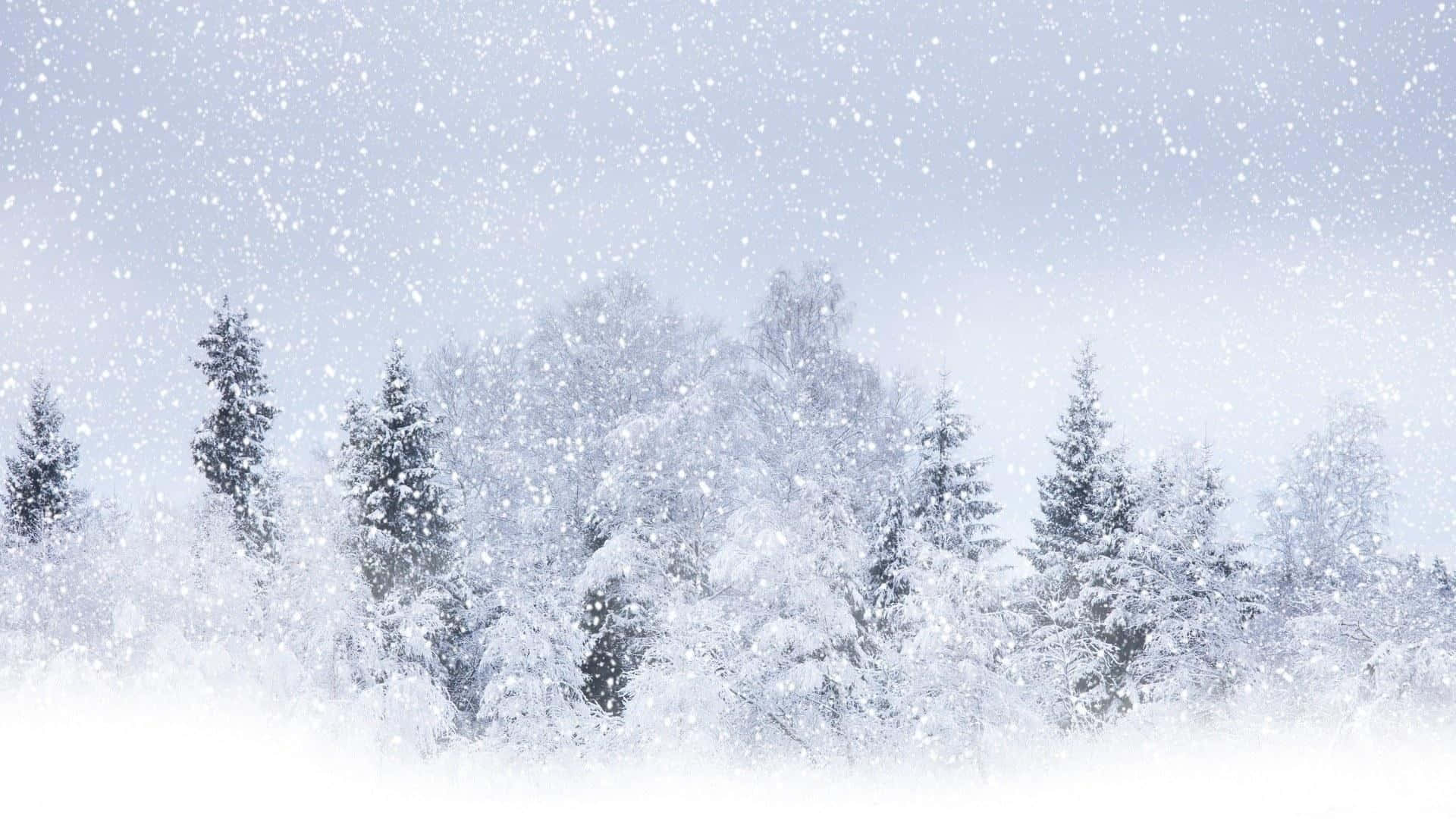 Snow Falling 桌布 壁紙 — 雪花在蒼白的冬日天空下，輕輕飄過一片積雪覆蓋的常青樹林。