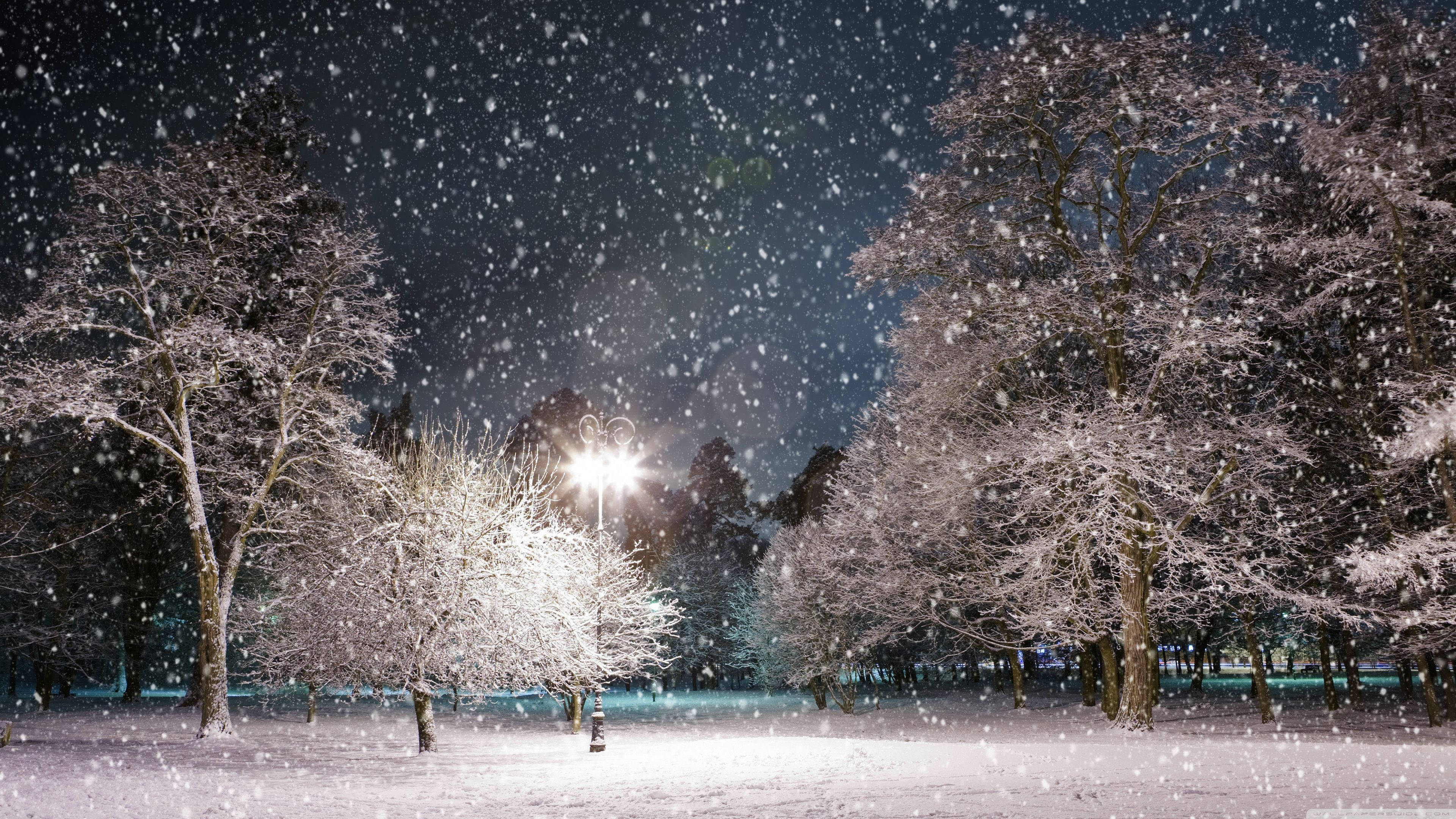 4K 16 9 Winter 桌布 壁紙 — 雪花在街燈的光芒下飄動，照亮了夜間寧靜冬季公園中積雪的樹木。